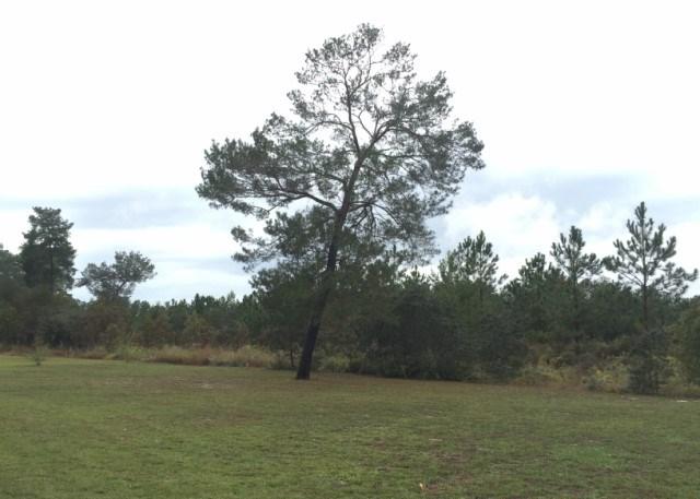 WINDSWEPT ESTATES - Residential