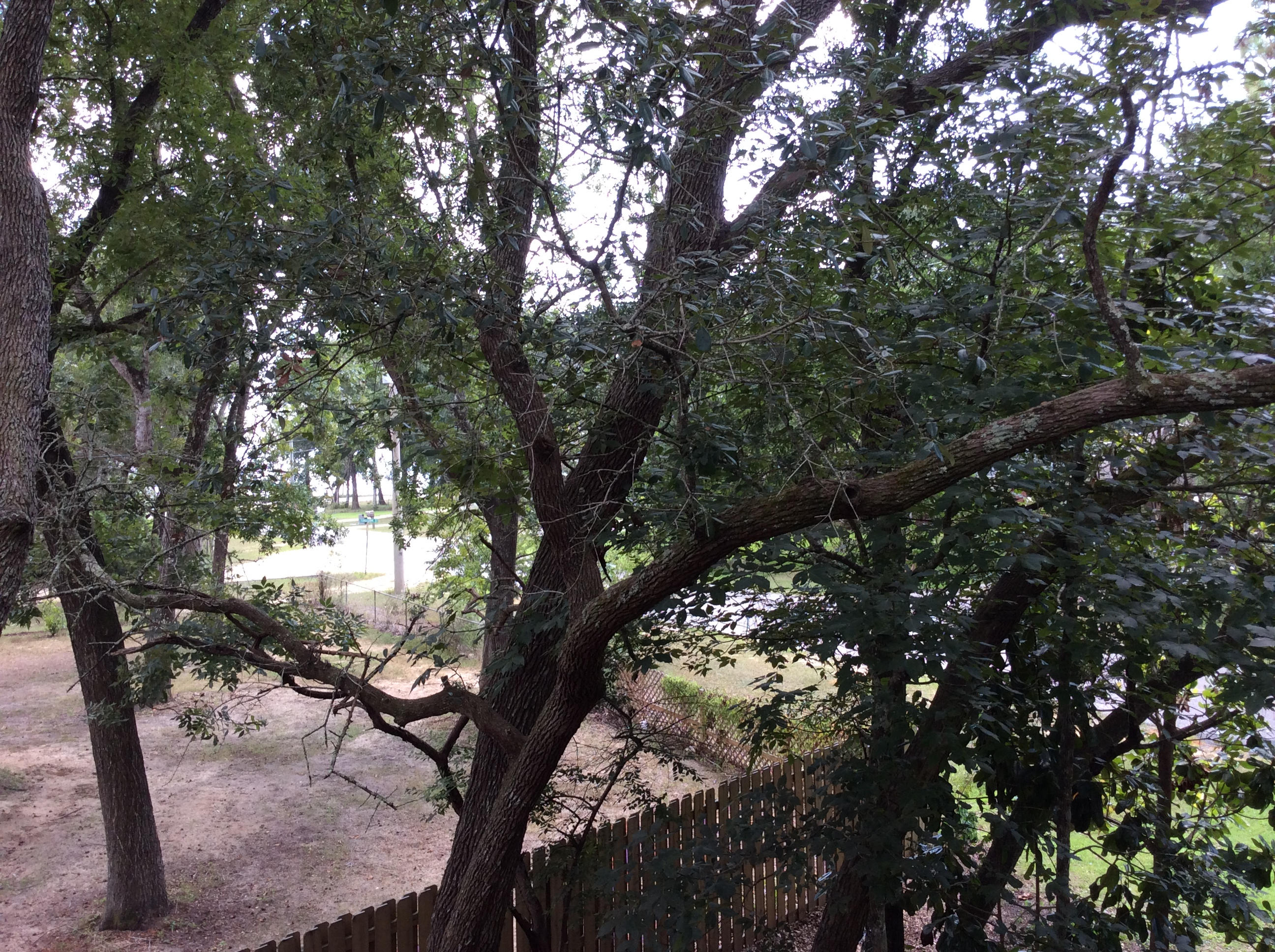 CHIPPEWA - Residential Lease