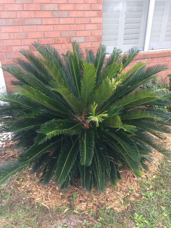 CORONADO VILLAGE PH 3 - Residential