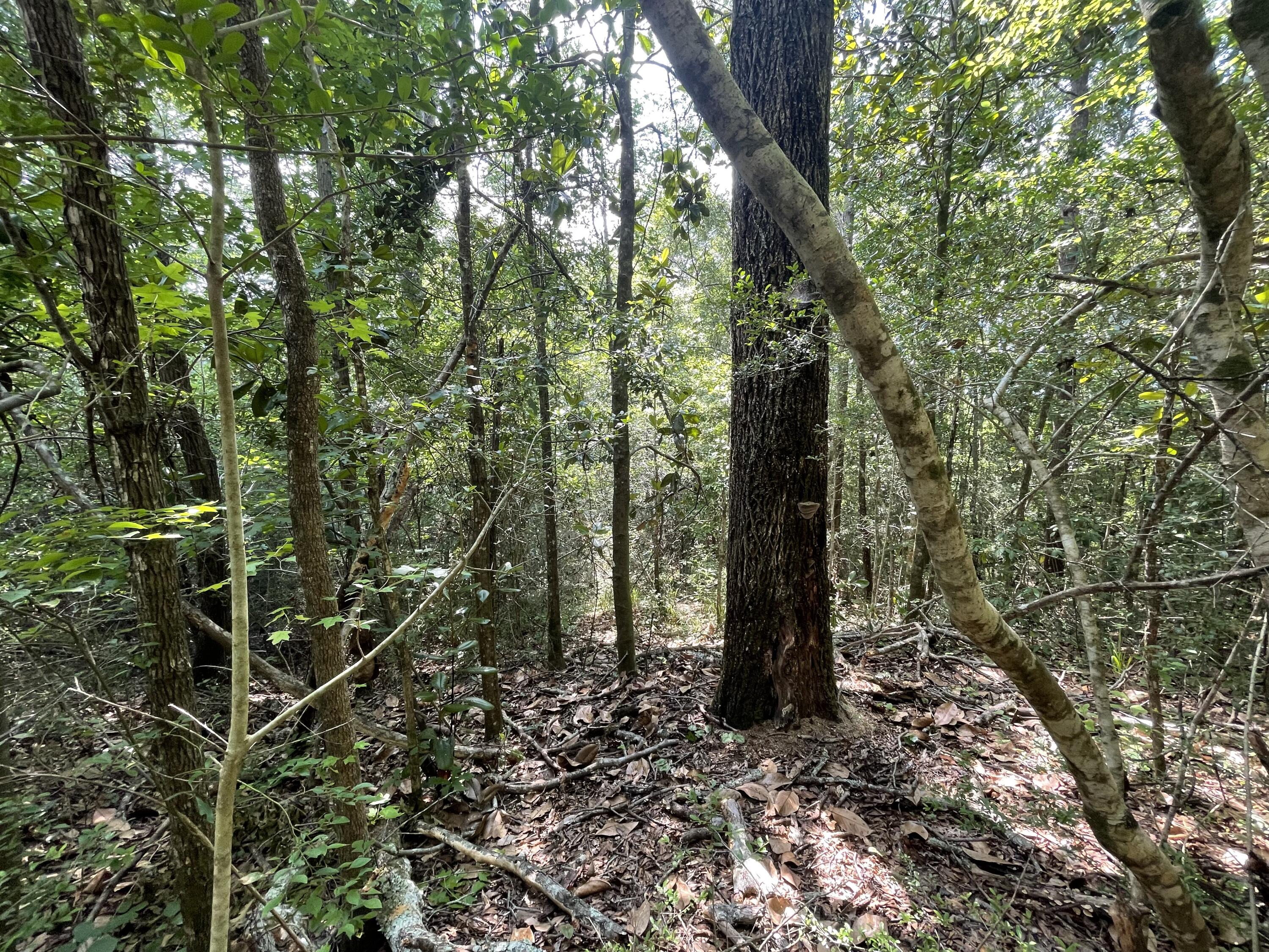 METES & BOUNDS - Land