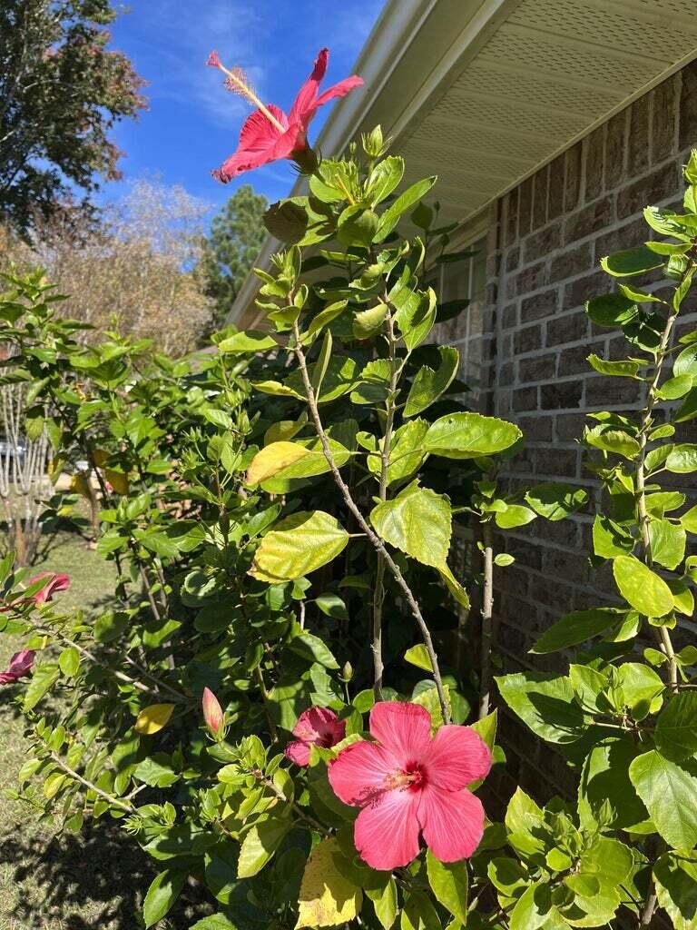 HIDDEN PINES S/D - Residential Lease