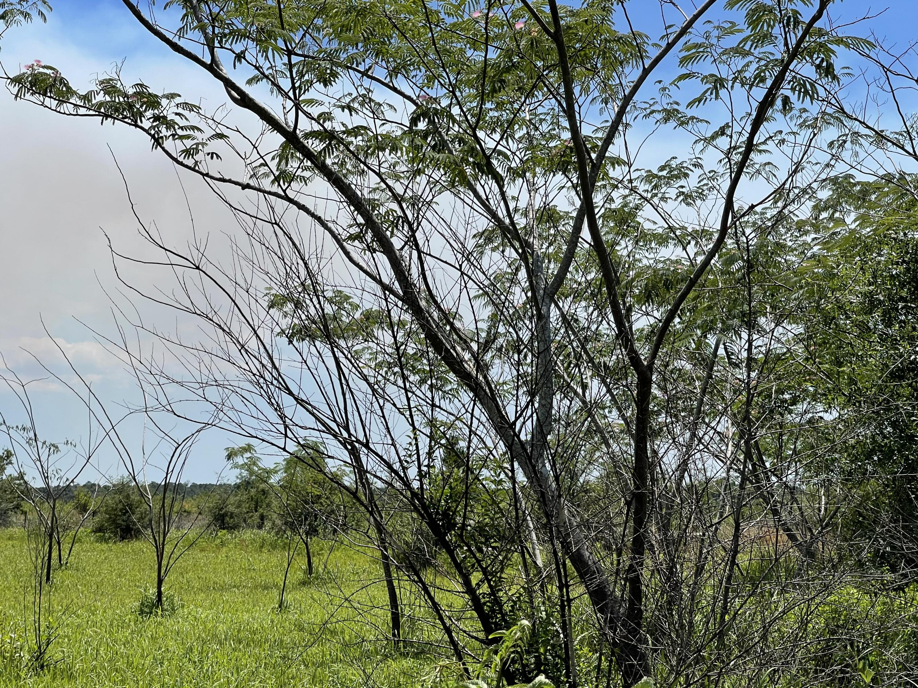 Just one step away from building your New home.Bring your floor plans and enjoy living in the heart of Holt!! lot split is contingent on county approval.