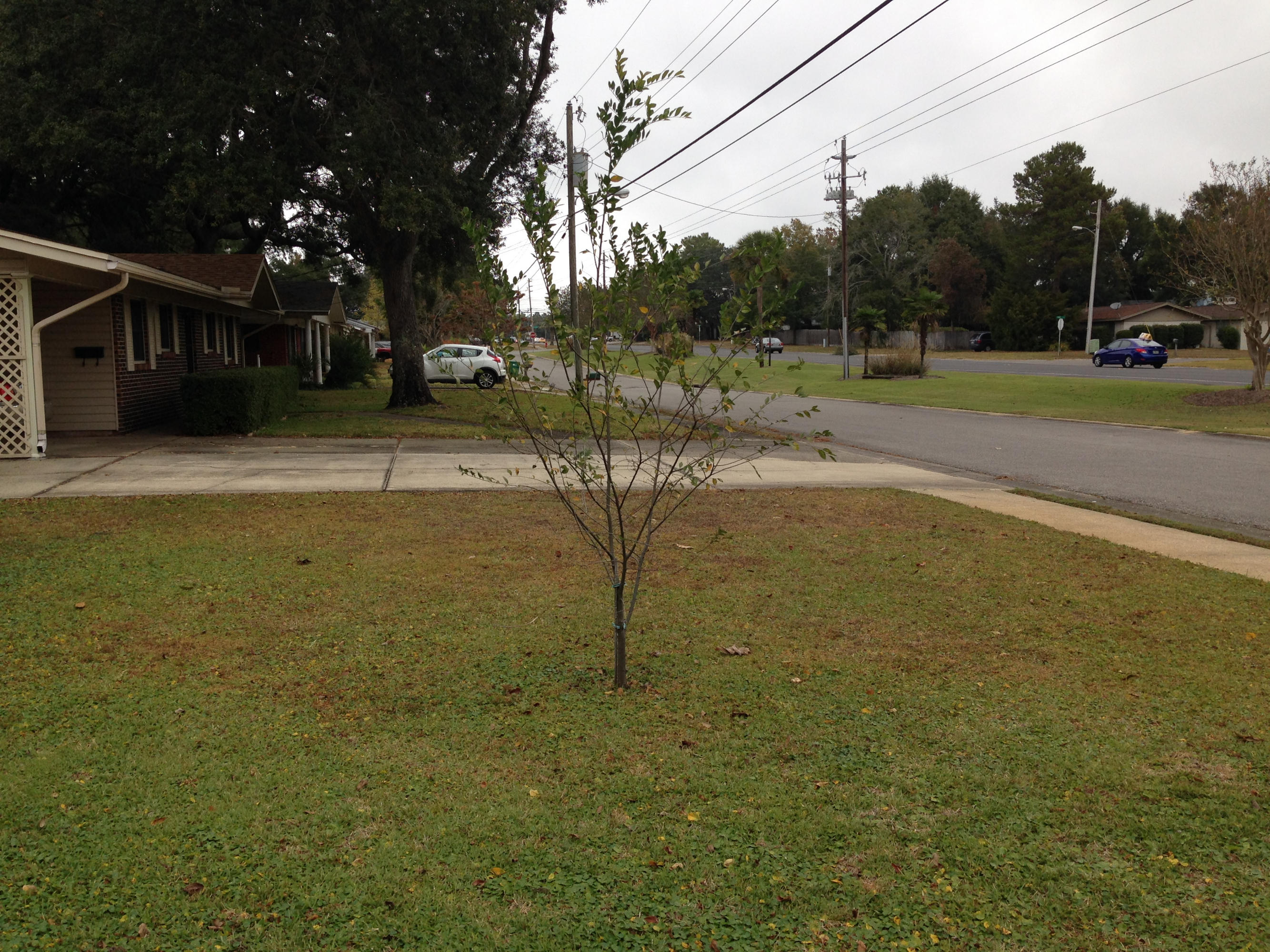 LEOTA MILLER - Residential