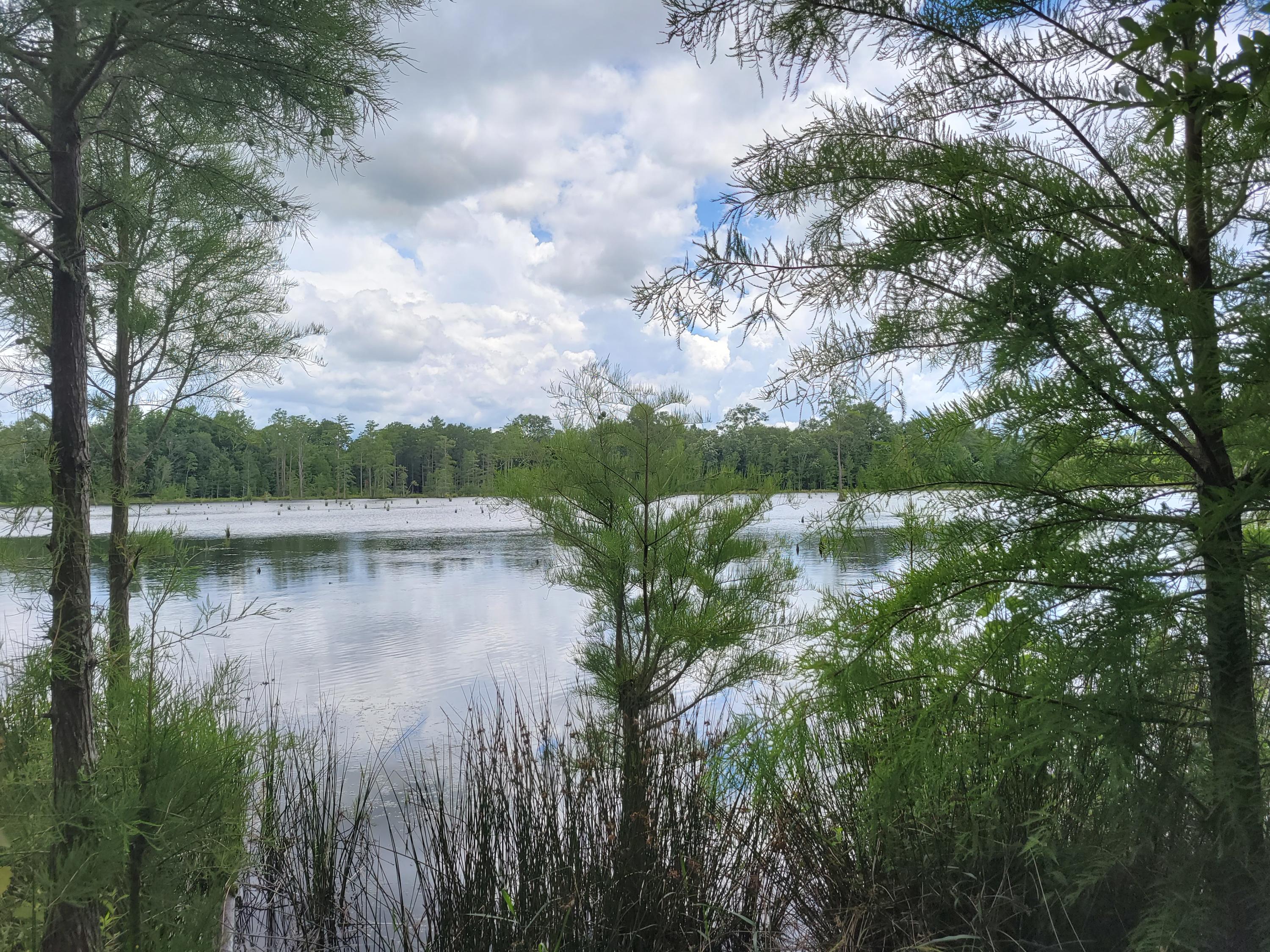 Beautiful track of land with access to a lake. Suttles Road runs thru part of the property, see up-to-date survey attached under 'Documents above TAB' The majority of the property is on the right side (northside of clay road)....it is 330' wide and 1341' long Suttles Road.