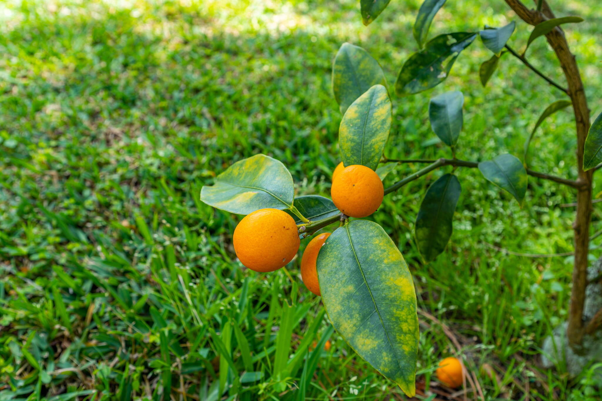 CASA LOMA S/D - Residential