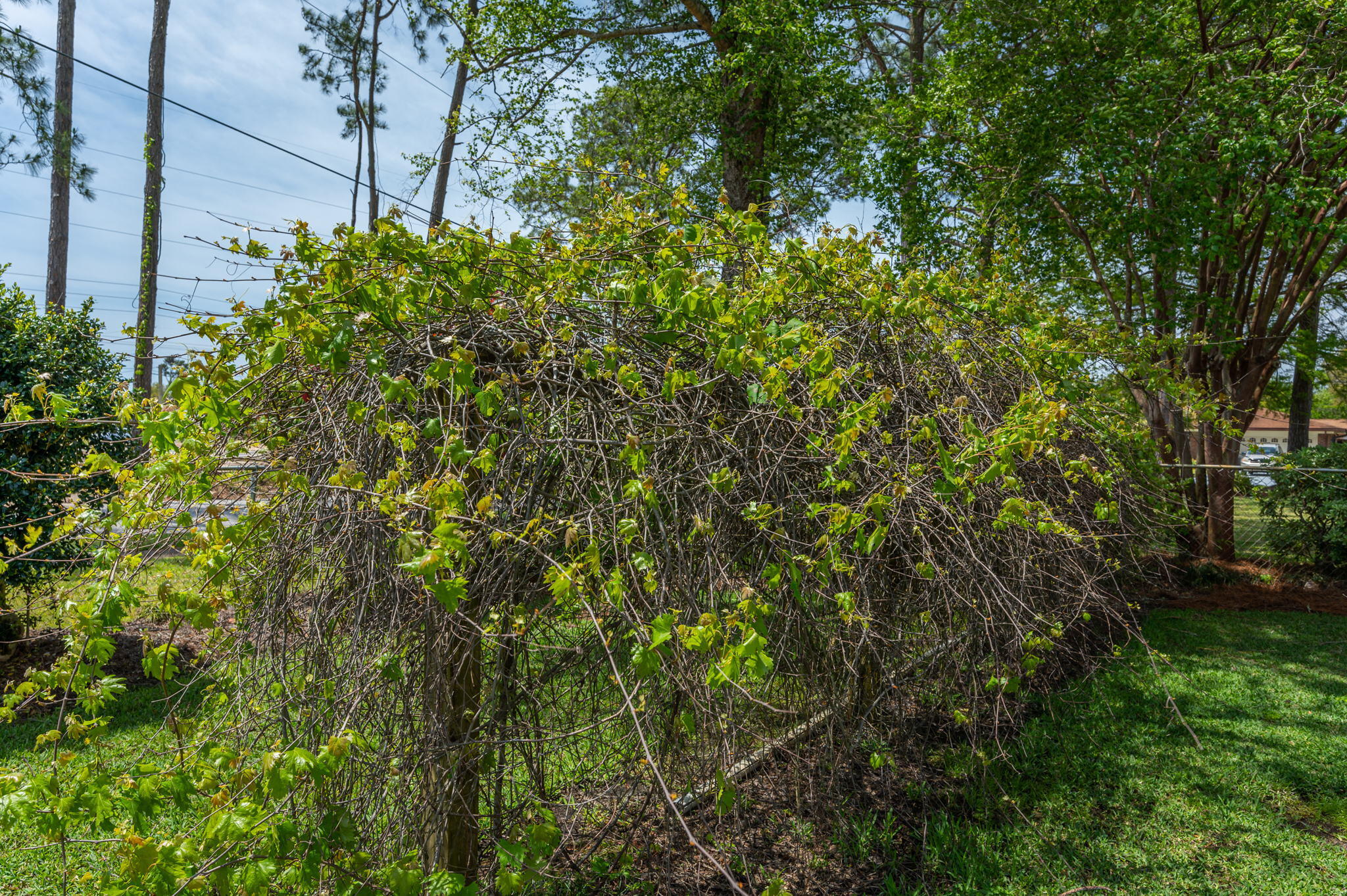 CASA LOMA S/D - Residential