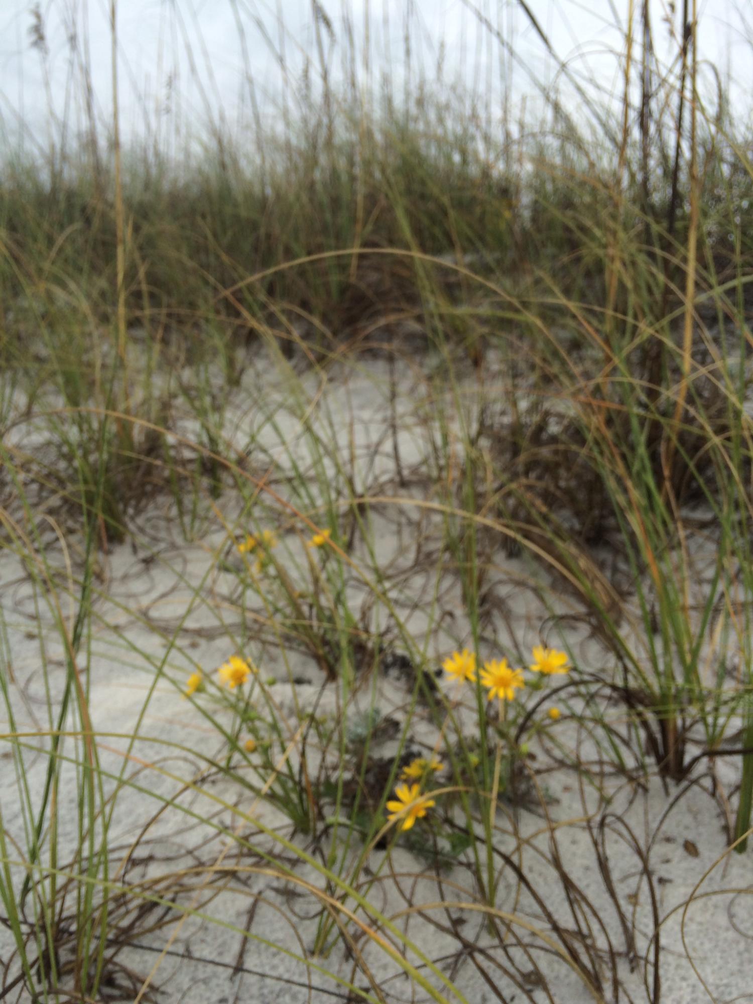 Sun Gulf - Residential