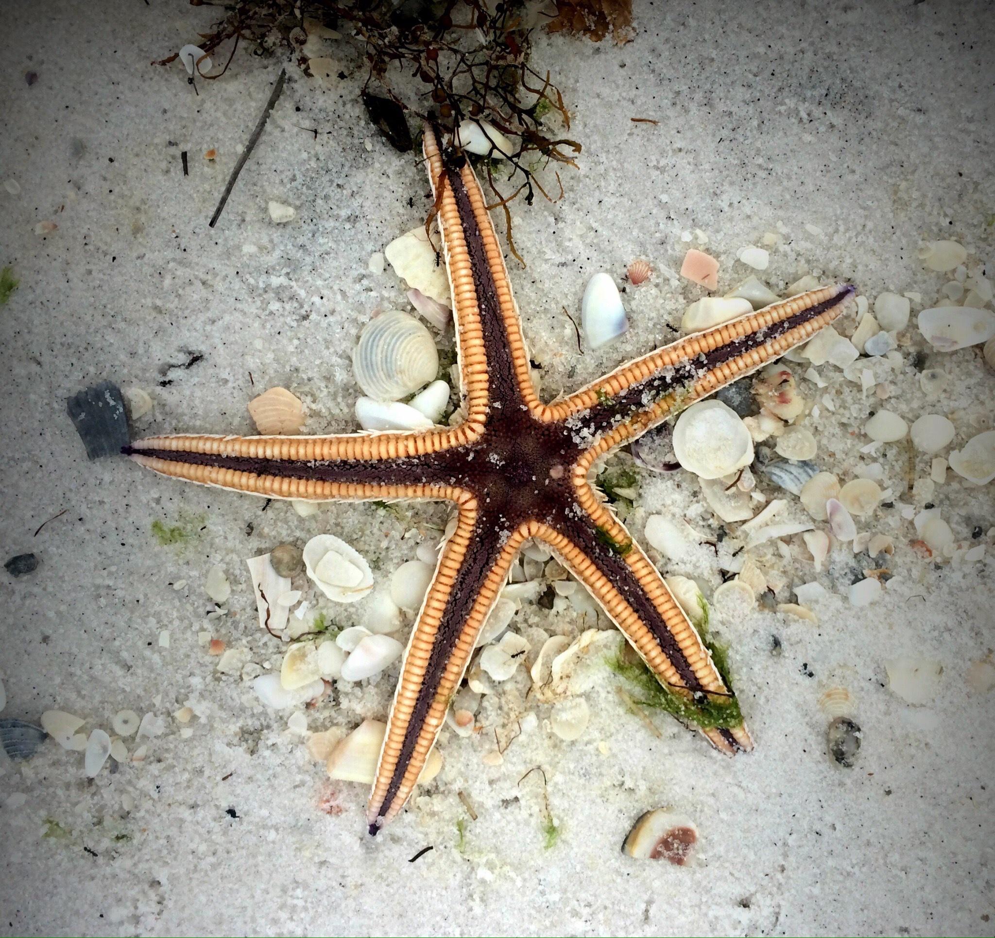 Sun Gulf - Residential