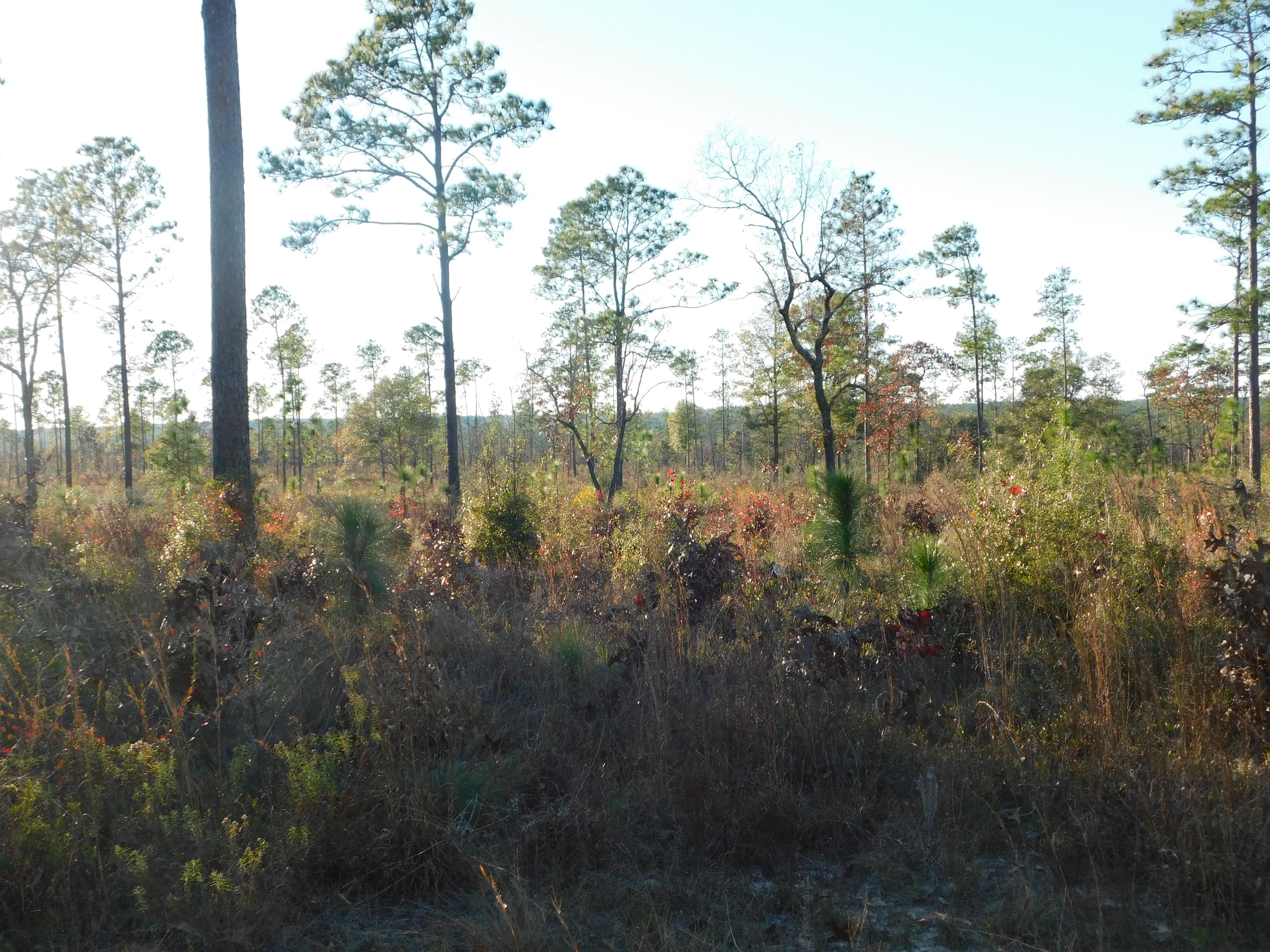 METES & BOUNDS - Farm