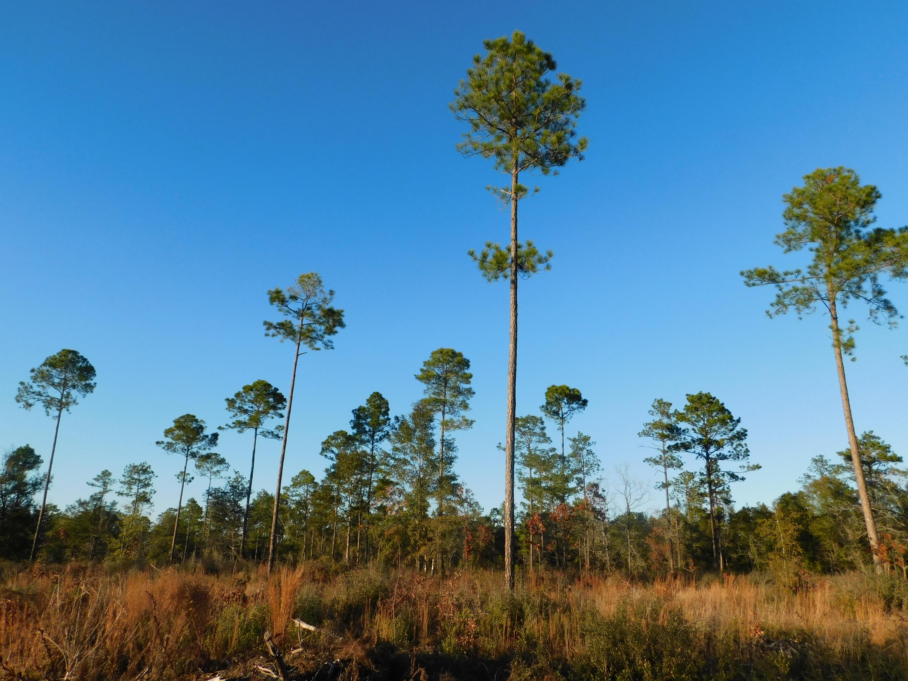METES & BOUNDS - Farm