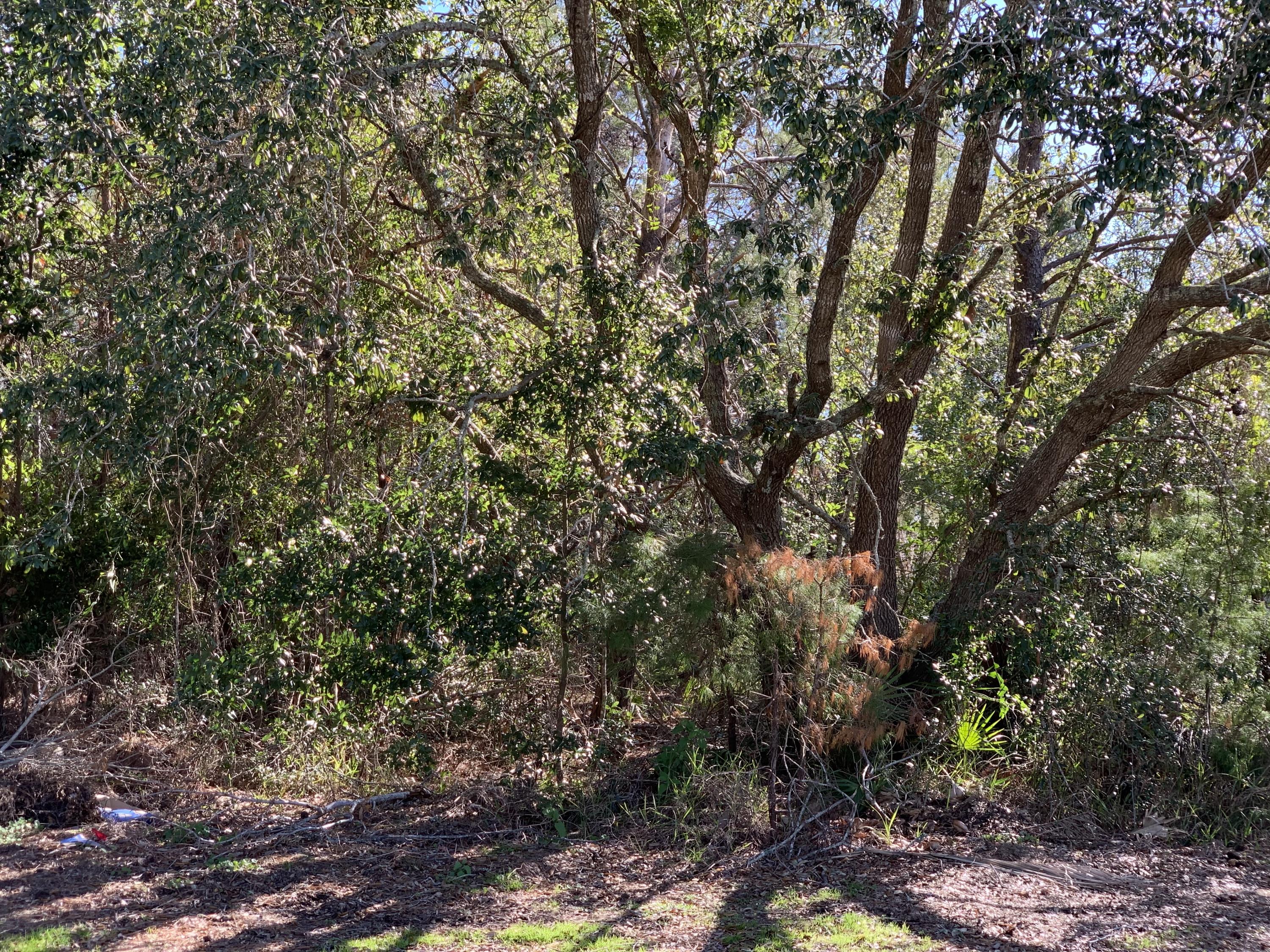 HOLLEY BY THE SEA - Land