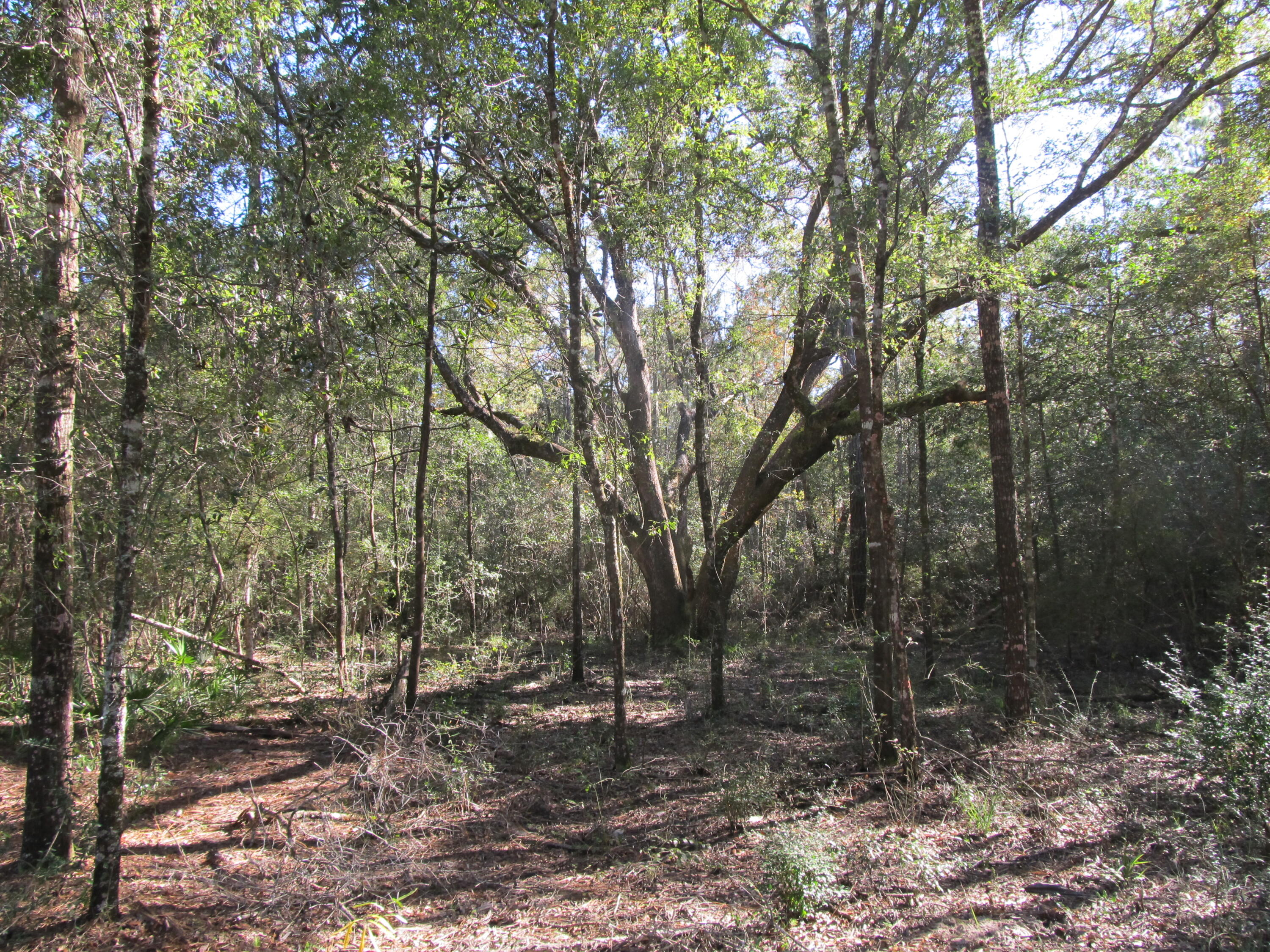 METES & BOUNDS - Land