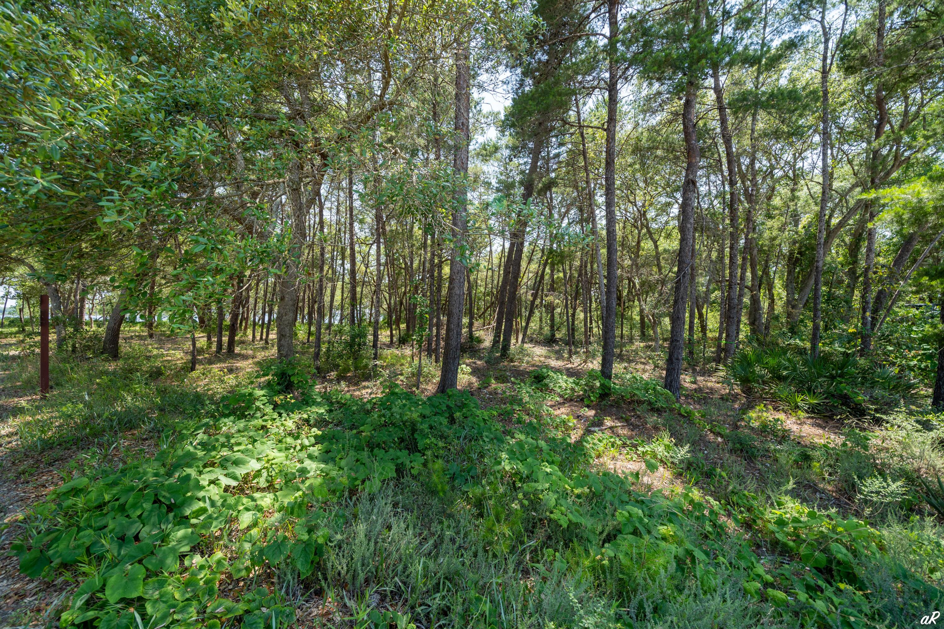 Wild Heron Phase XII - Land