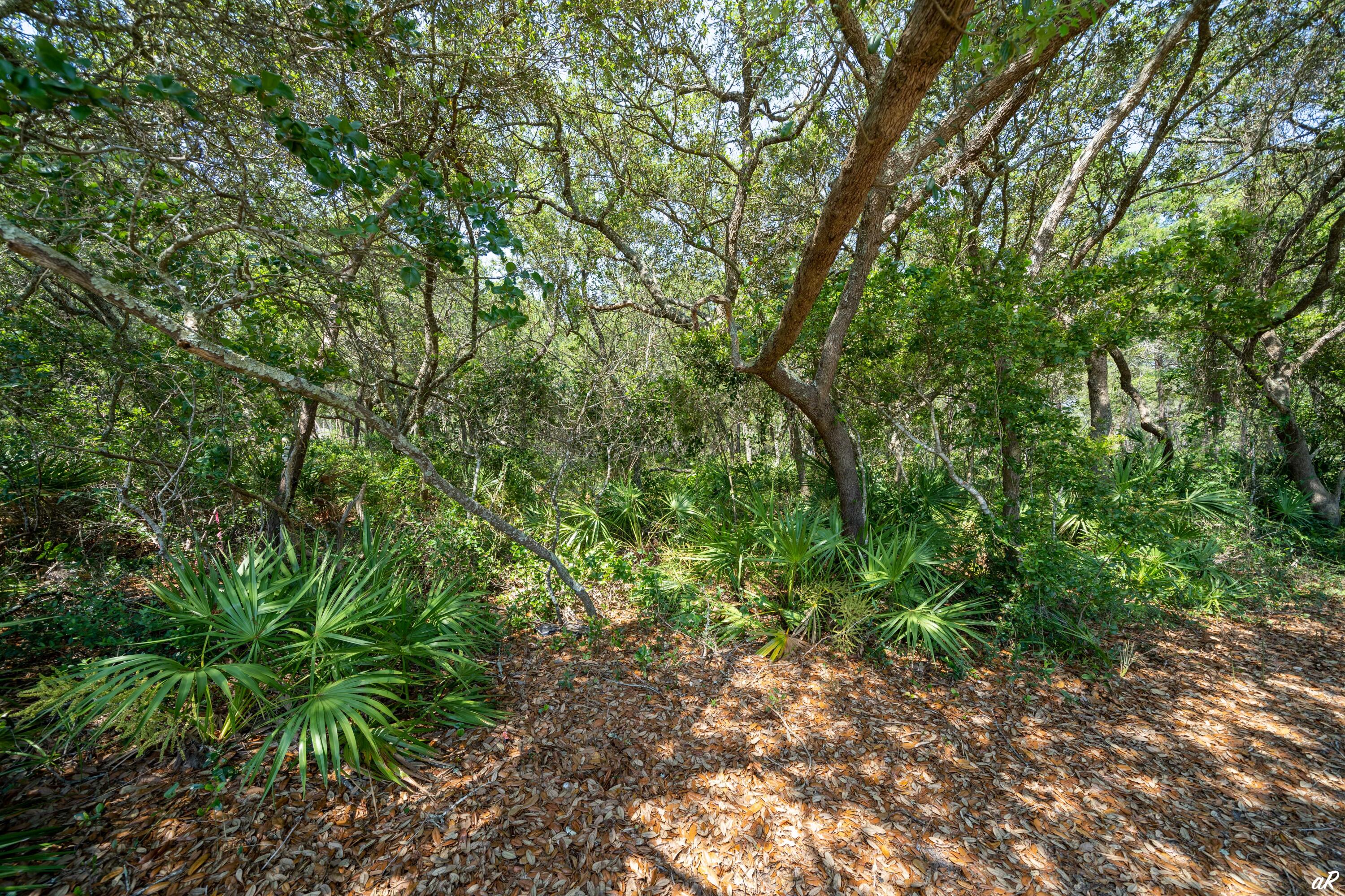 Wild Heron Phase XII - Land