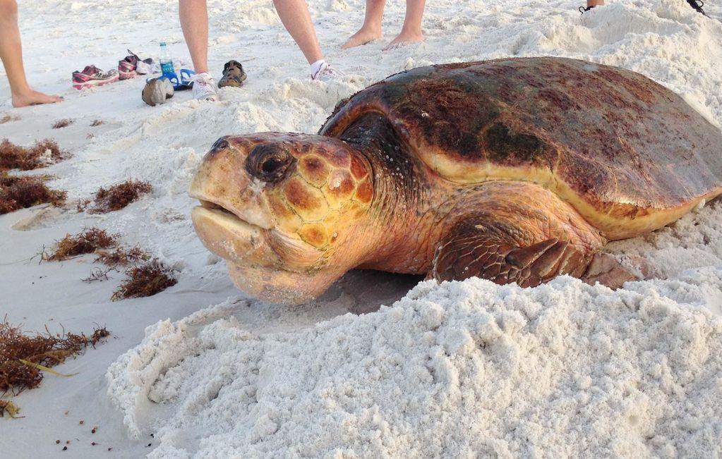 MONTEREY CONDO - Residential