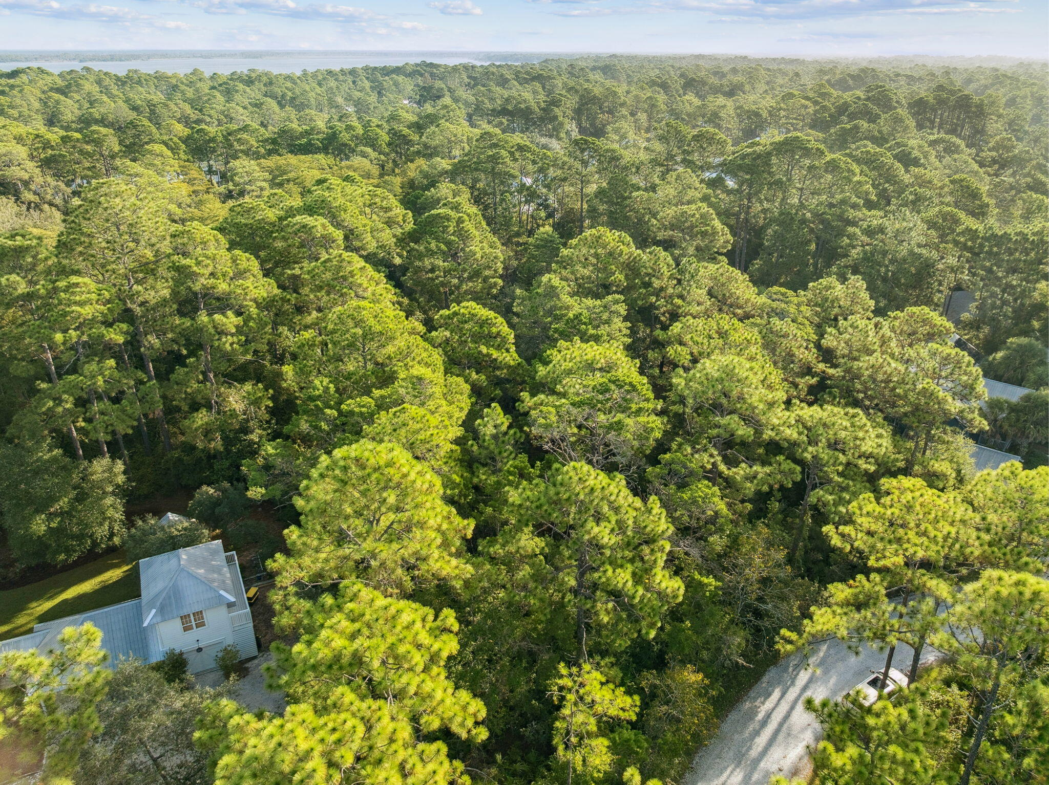 Bay Magnolia - Land