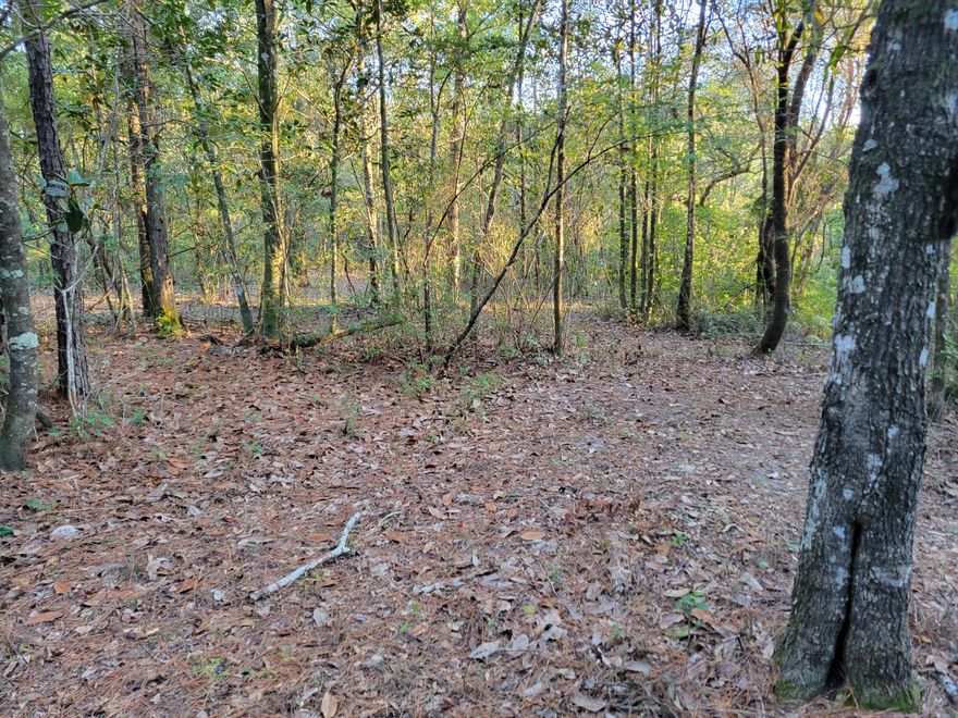 Escape to 40 acres of peaceful countryside in beautiful Ponce de Leon, Florida--the perfect retreat for outdoor enthusiasts and nature lovers. This property offers prime deer, turkey, and duck hunting, as well as excellent fishing in Bruce Creek. With plenty of open space for horseback riding, boarding, or creating your own hobby farm, the possibilities are endless. Imagine planting your own fruit orchard or large garden, surrounded by the quiet beauty of Northwest Florida. Whether you're dreaming of a rustic cabin getaway or planning your forever home, this property offers the privacy, recreation, and natural beauty you've been looking for.