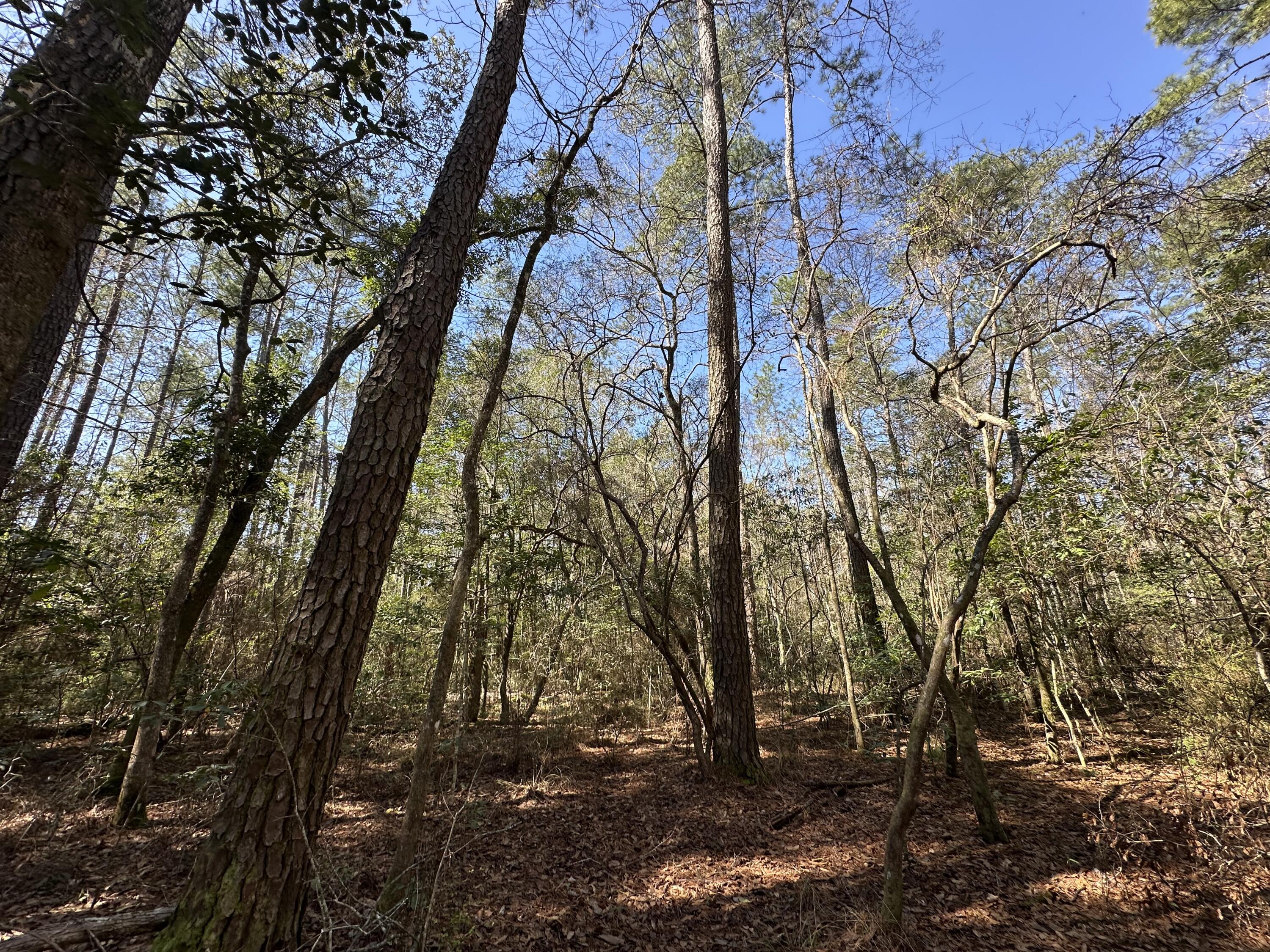 COON BOTTOM ESTATES - Land