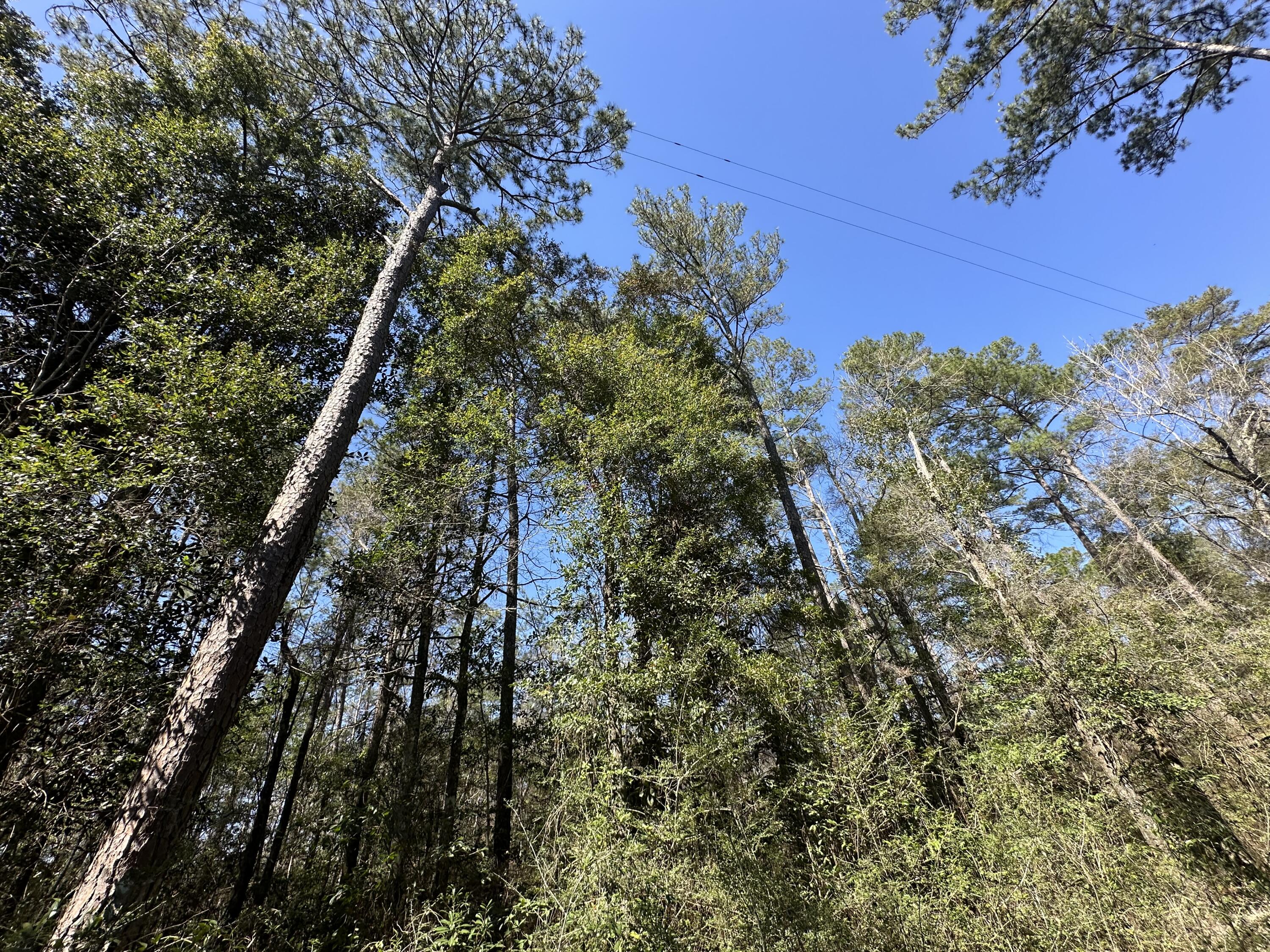 COON BOTTOM ESTATES - Land