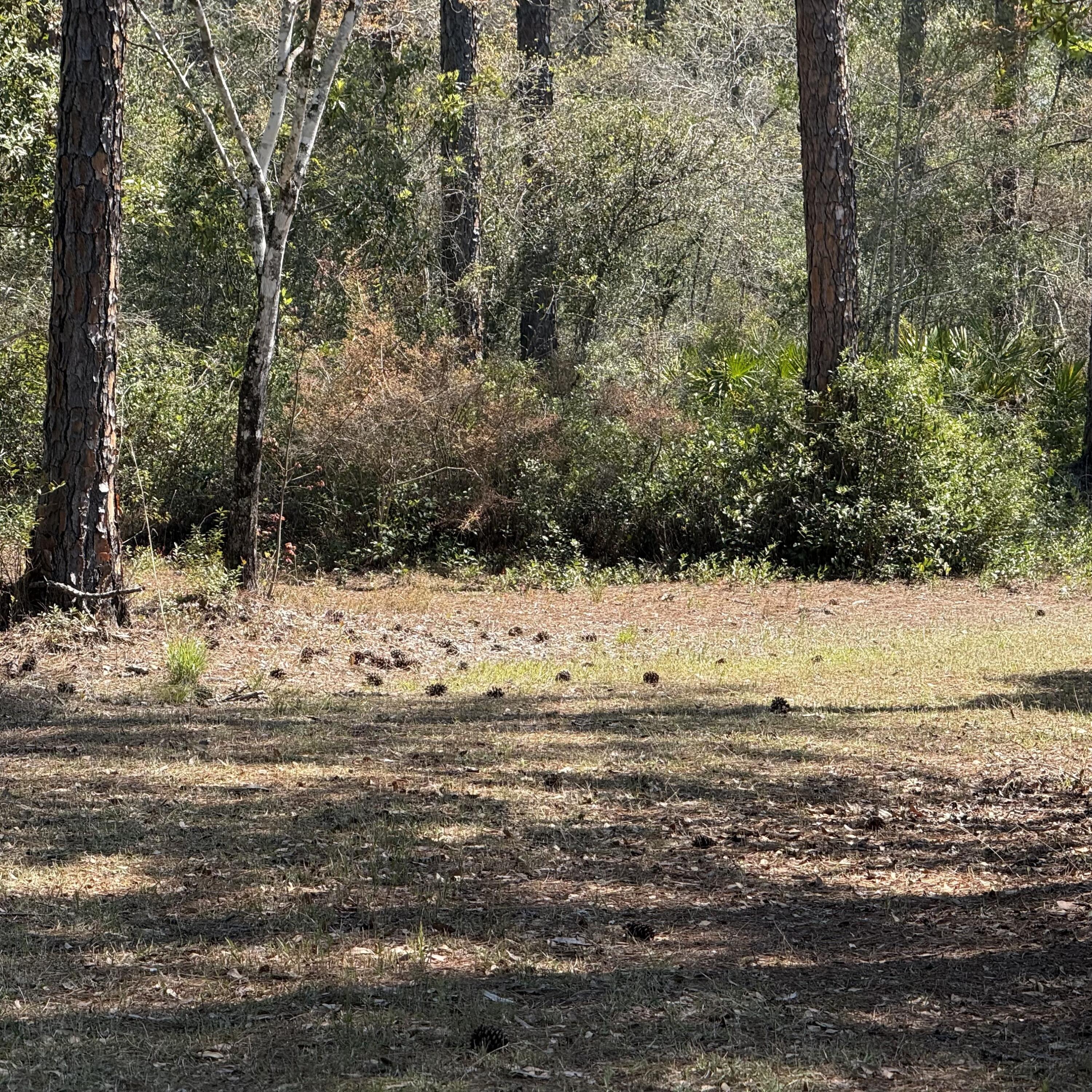 MALLET PINES UNREC - Land