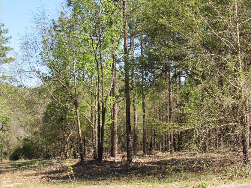 CLEAR CREEK FARMS 1ST ADDN - Land