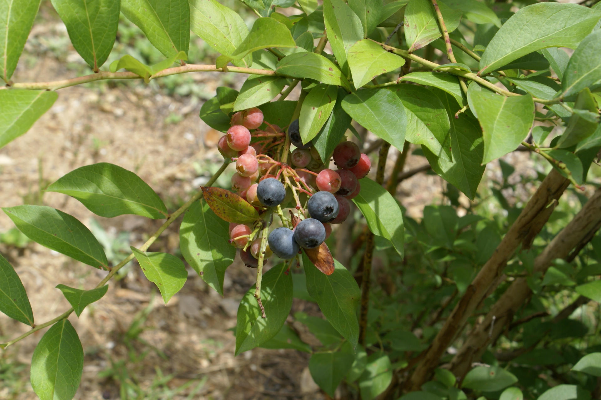 PORTER REPLAT OF 1ST ADDN - Residential