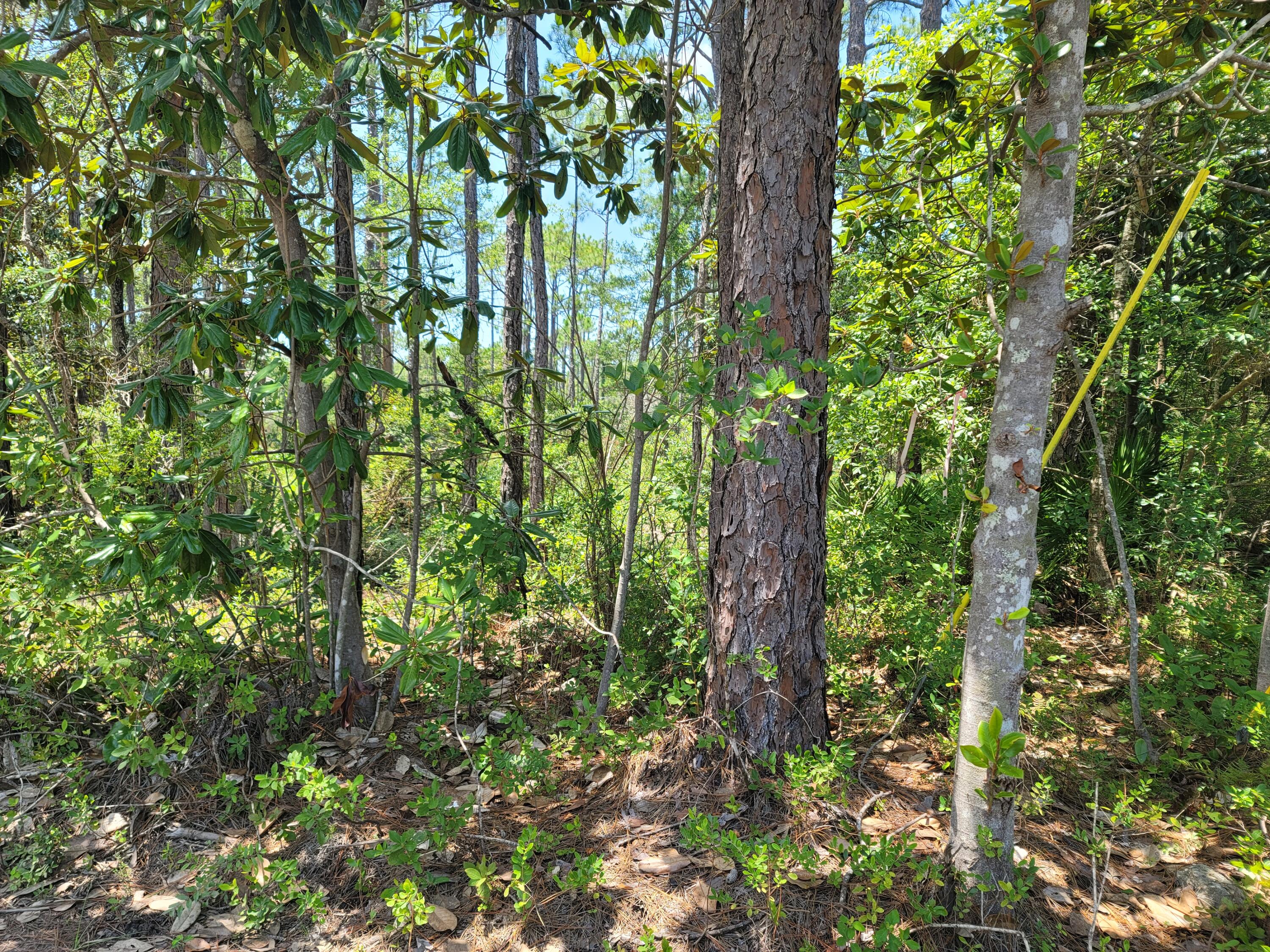 TOWN OF SANTA ROSA - Land