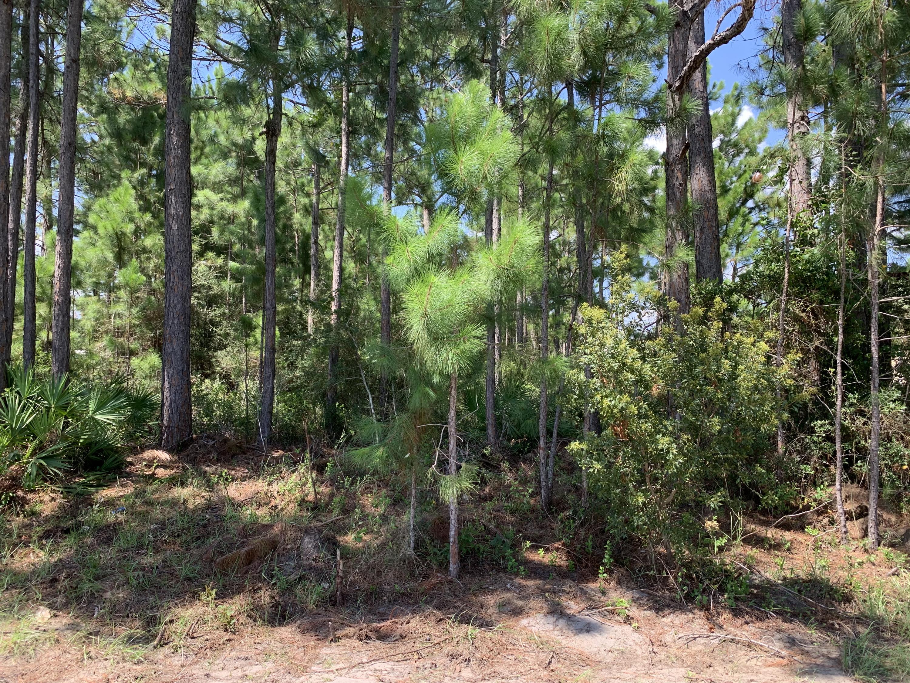 Holly by the Sea - Land