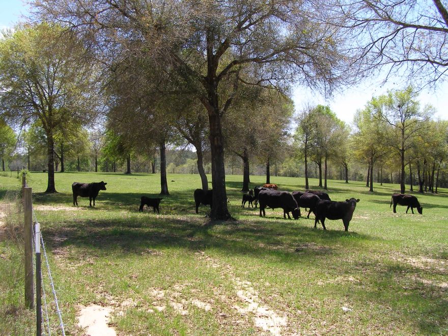 This 14 acre property is ready for your horses, cows right now. Over $10,000 in improvements already done. Clearing, fenced and crossed fenced, gates, planted in Pensacola Bahia and fertilized. Raise your animals or build your dream home. Come and look today.