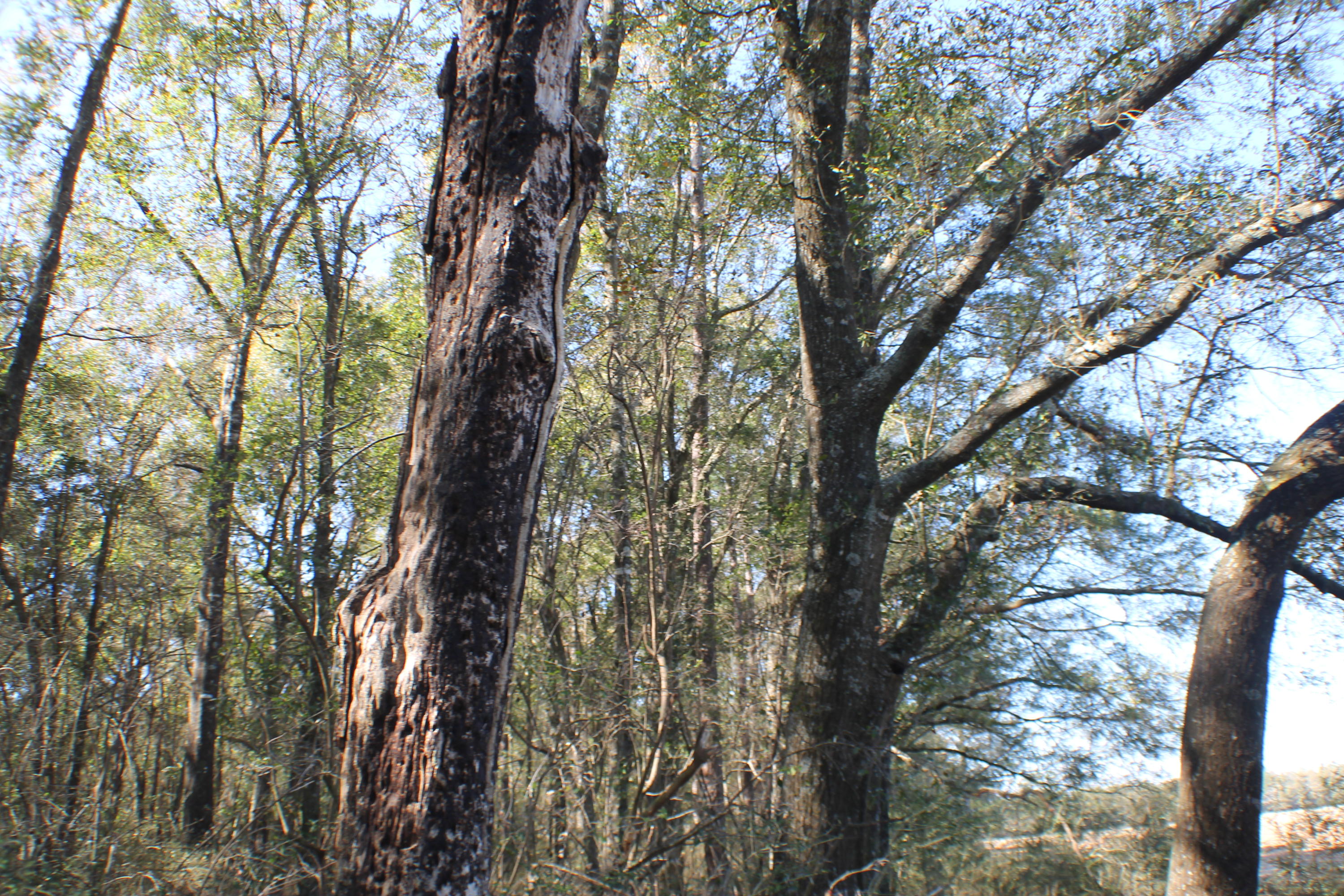 METES & BOUNDS - Farm