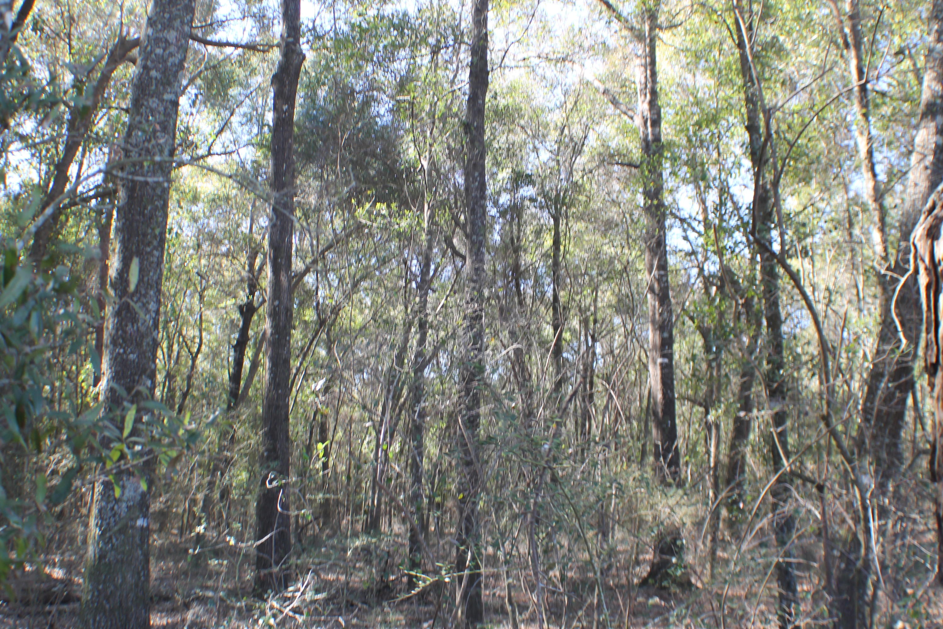 METES & BOUNDS - Farm