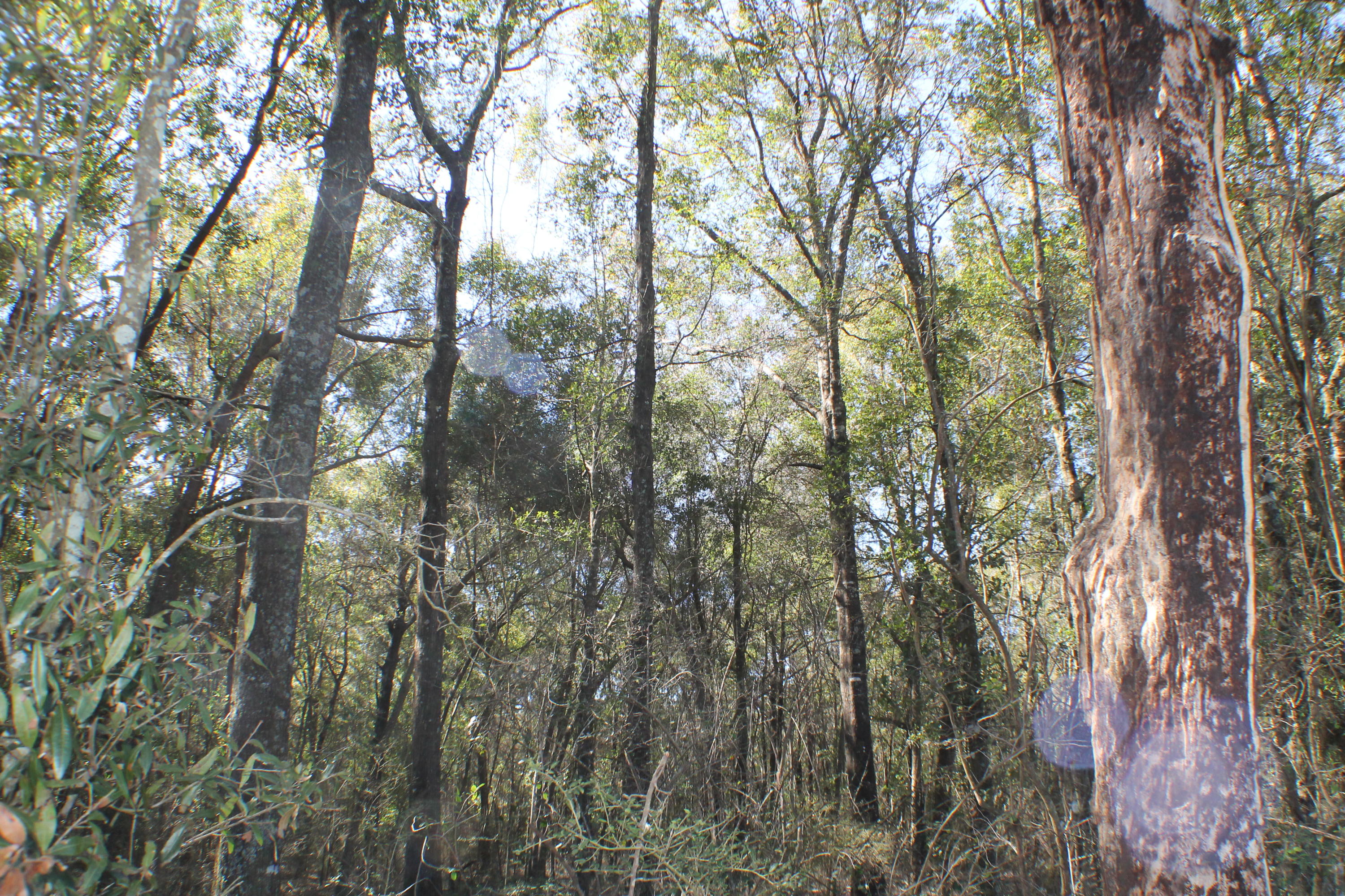 METES & BOUNDS - Farm