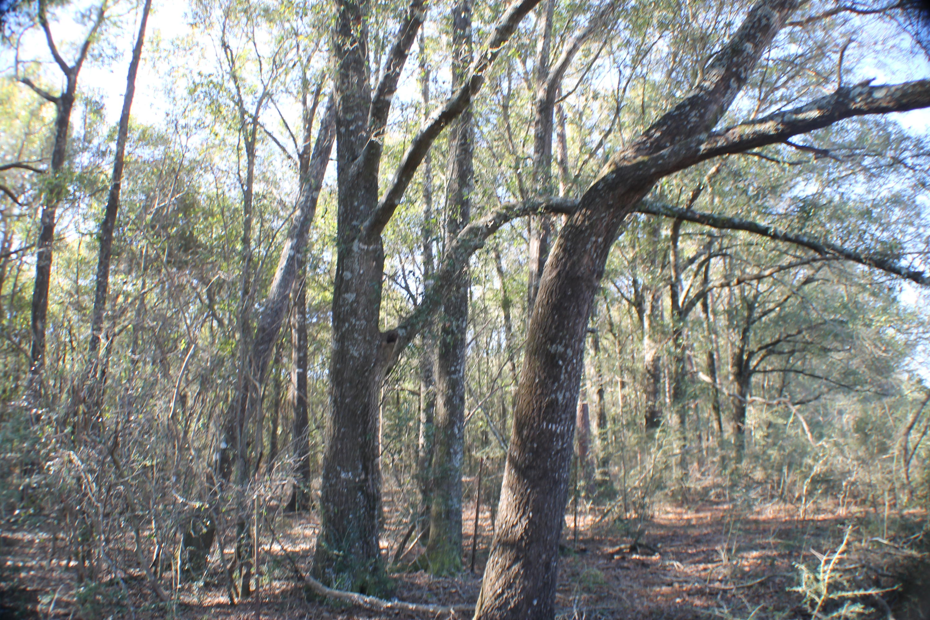 METES & BOUNDS - Farm