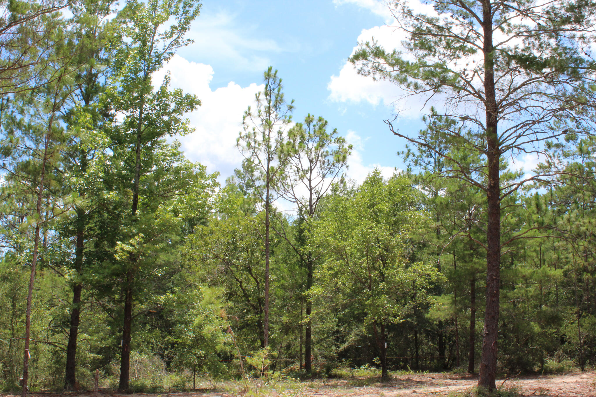 LOTS 7 & 8 BLK 60 OAKWOOD HILLS UNIT III PB 4-2 OR 2693-1075 OR 3030-214 OR 3224-2041 - Land