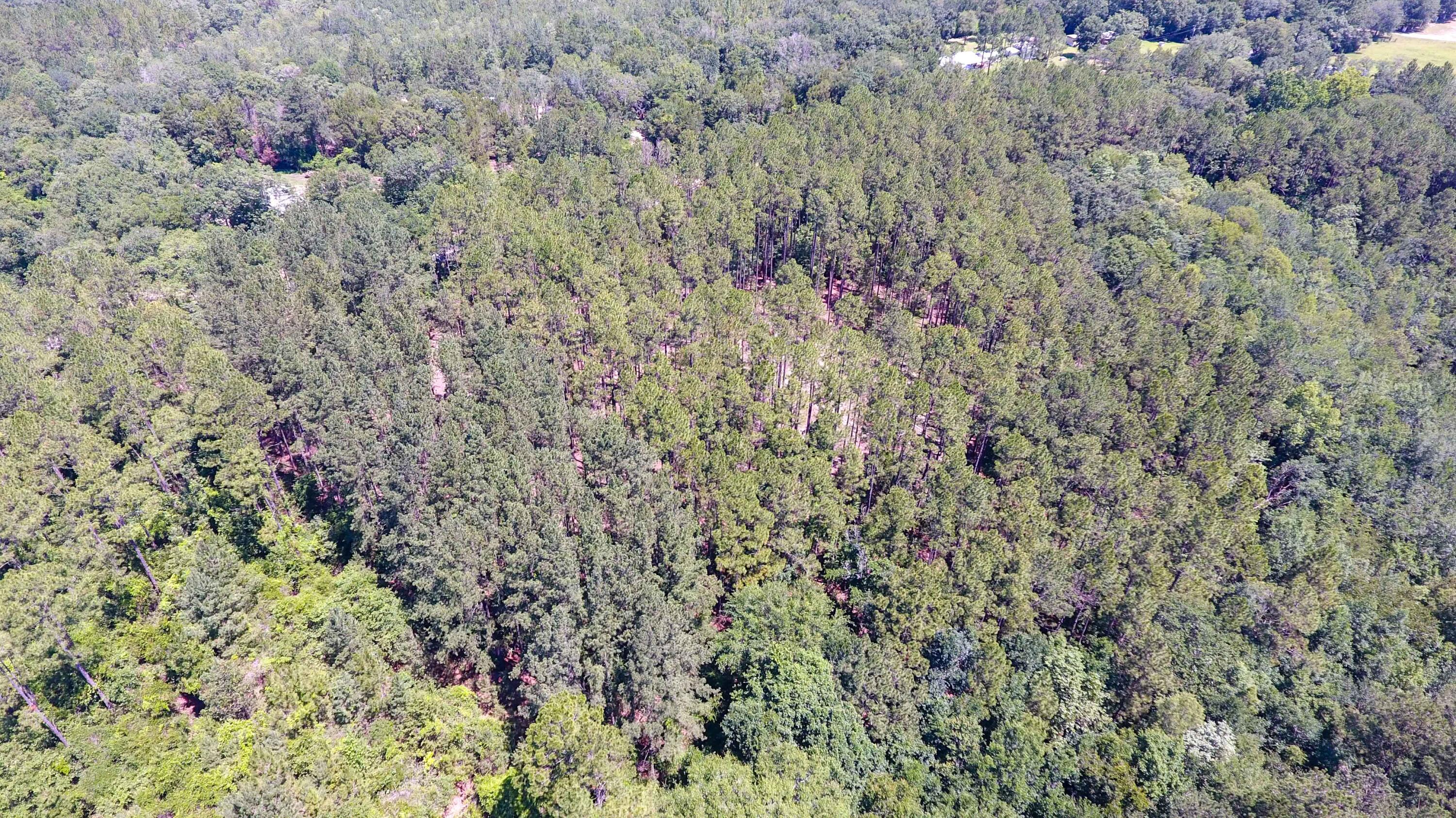 Canopy Crossings - Land