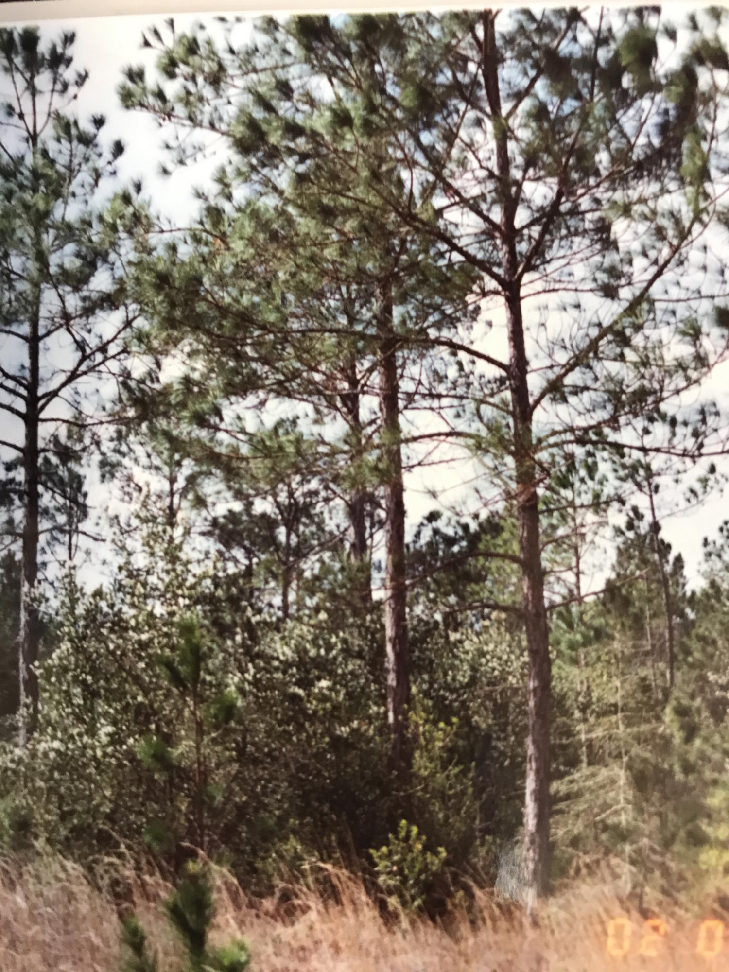 Mixed land-use residential neighborhood land. Quiet, close to shopping. A+ schools in Santa Rosa county. Great location. Minutes to either Pensacola Beach or Navarre Beach. Don't miss out on a great opportunity to live in paradise. Make your offer today.