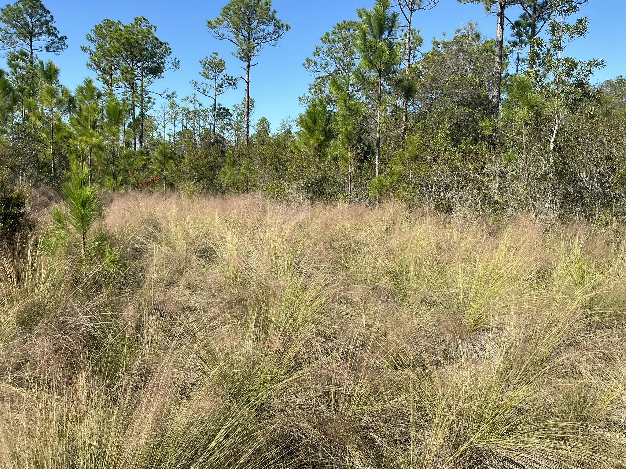 NATUREWALK AT SEAGROVE - Land