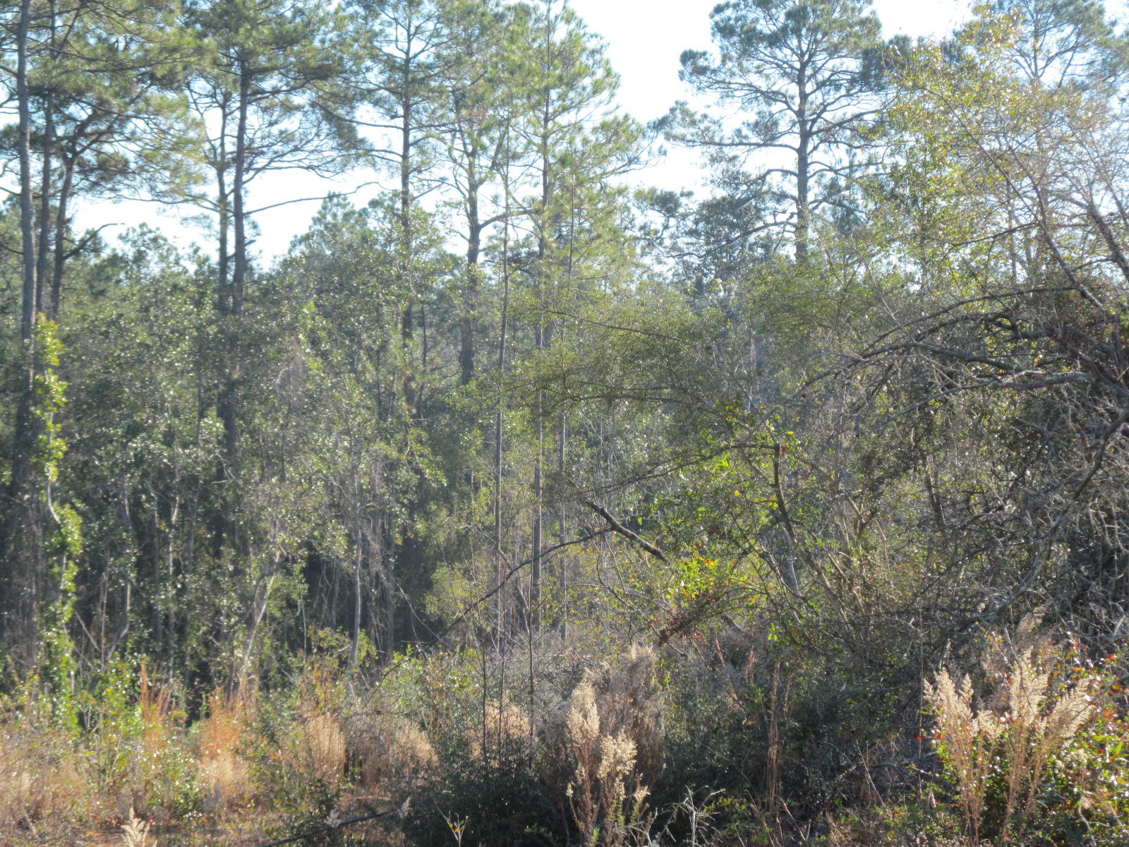 ATTENTION HUNTERS. 34 wooded acres only minutes from downtown DeFuniak Springs. Affordable and close to all amenities! Priced right! don't miss this opportunity!