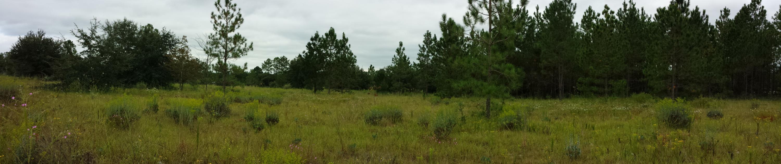 Beautiful land in rural Milton,FL. Wonderful place to built your home on a hill overlooking the countryside. High and dry with a great view! Would also be great property for horses and livestock. There are two identical-sized lots, side-by-side for the total acreage of 4.77.BUILDING ONLY REQUIRES COUNTY REQUIREMENTS - SEE SANTA ROSA COUNTY PLANNING AND ZONING FOR REQUIREMENTS AND COMPLIANCE NECESSARY TO MAKE YOUR HOME ON THIS PROPERTY. PUBLIC WATER AVAILABLE, PNONE, ELECTRICITY.