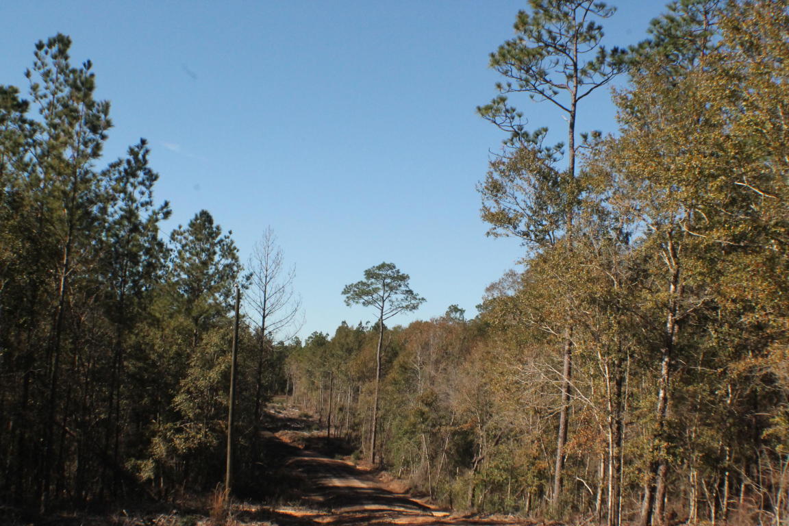 MILLERS BLUFF - Land