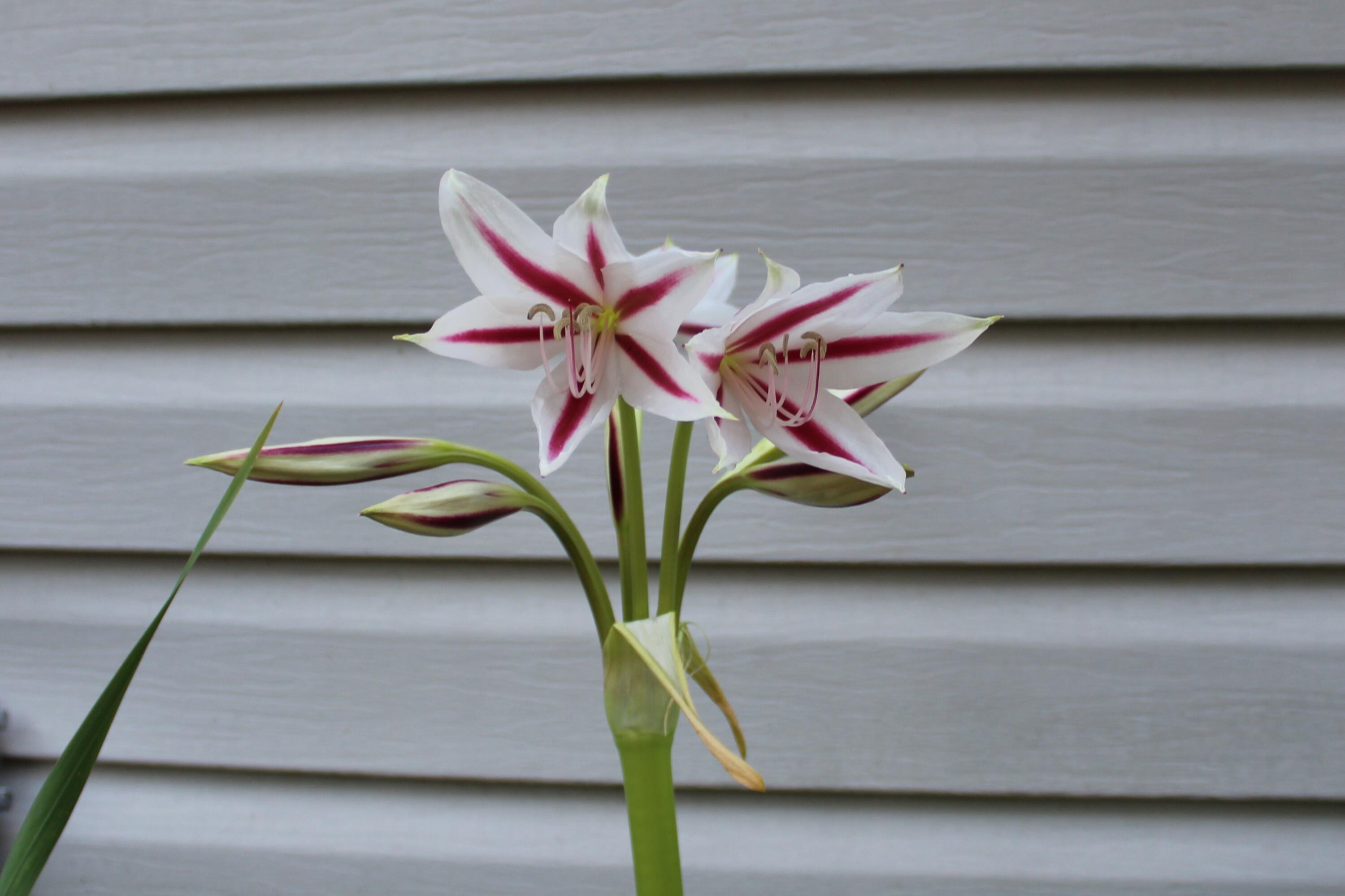 HOLLAND ADDN - Residential