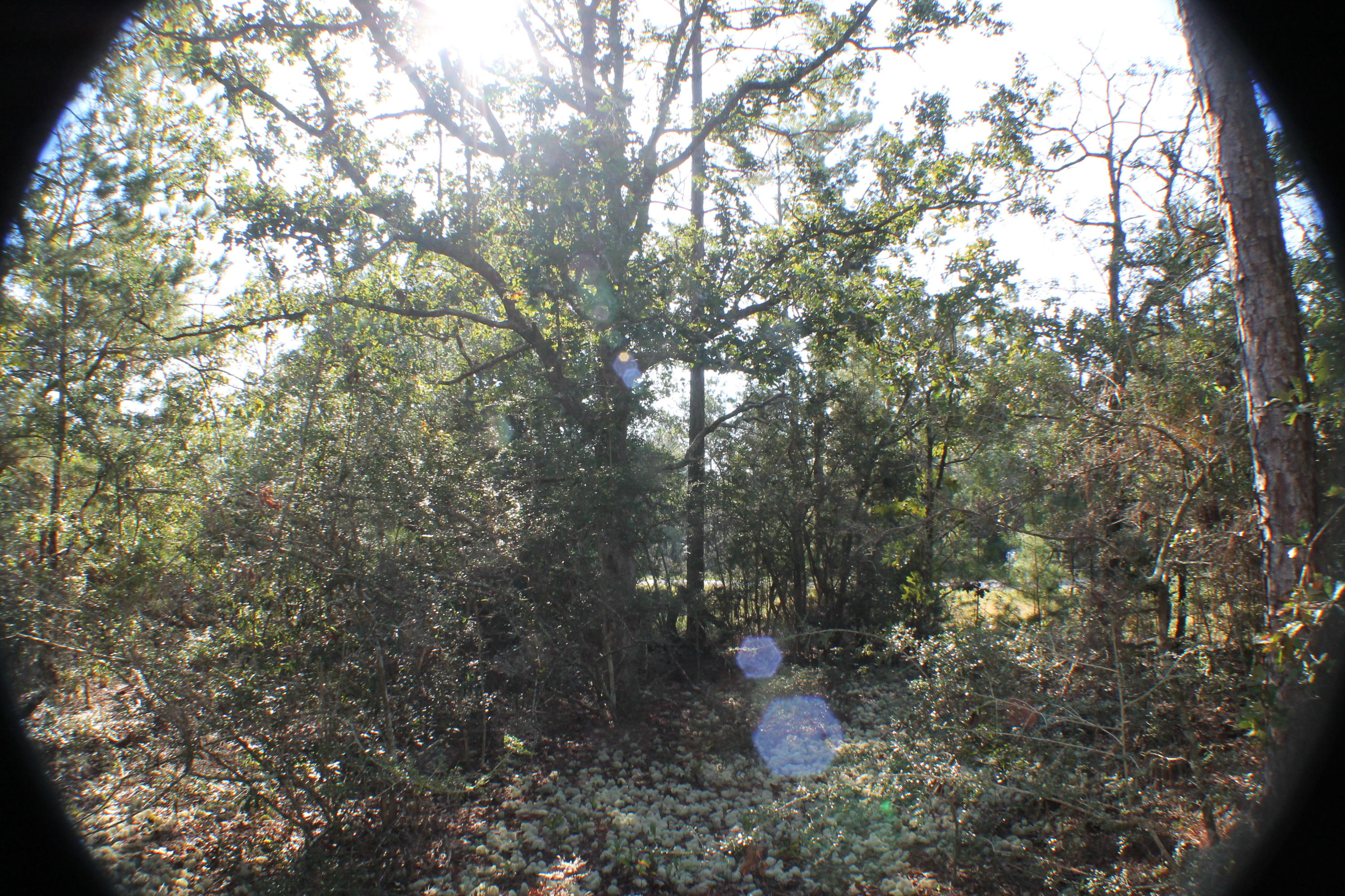 METES & BOUNDS - Land