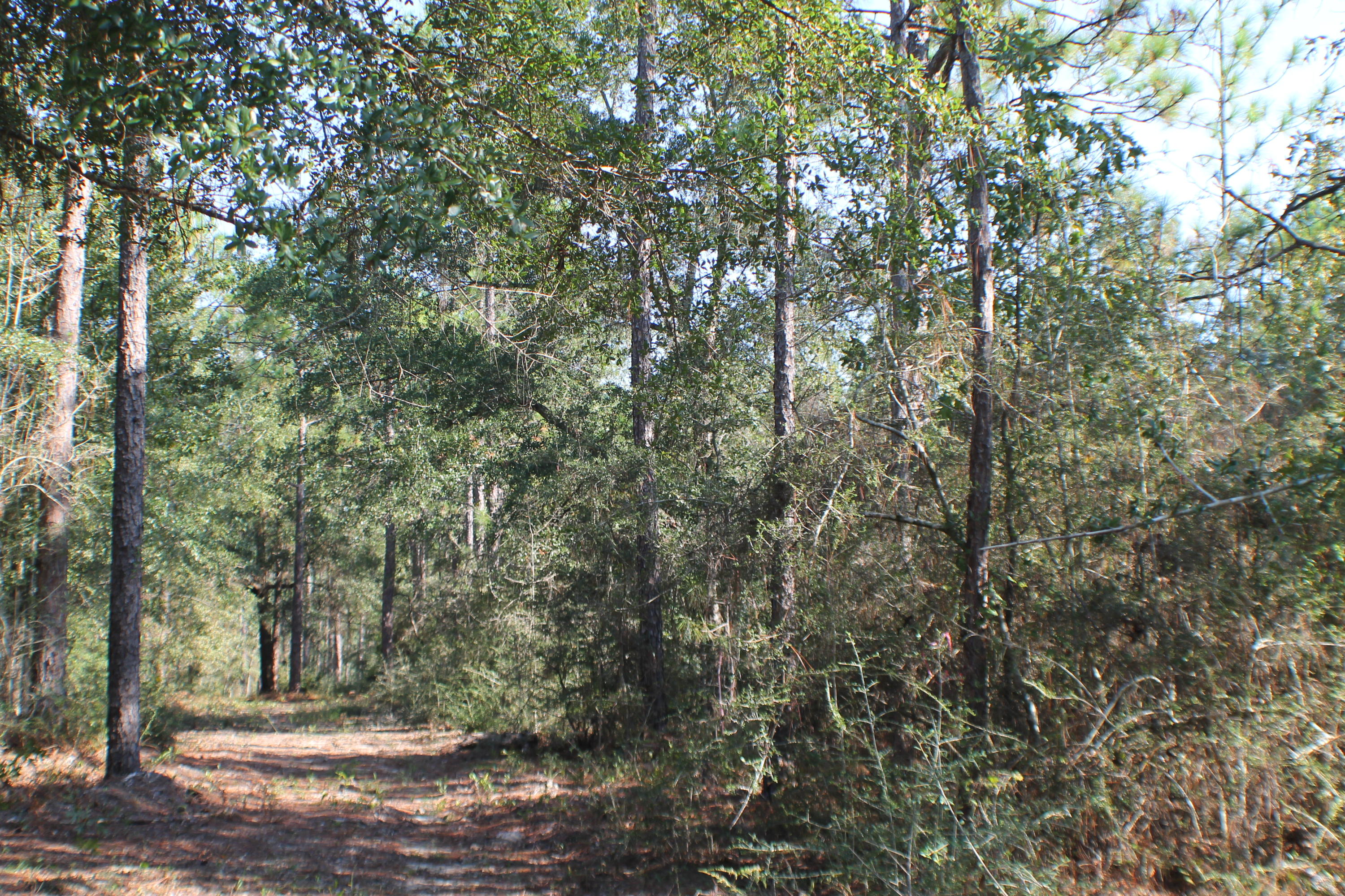 Beautiful HomeSite! Mature Oaks! No Restrictions! Bring you floor plan,RV and your Barn! Stream at the North West Corner. Bring the hammock and listen to the water flow! Deer Galore!