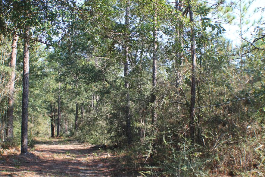 Beautiful HomeSite! Mature Oaks! No Restrictions! Bring you floor plan,RV and your Barn! Stream at the North West Corner. Bring the hammock and listen to the water flow! Deer Galore!