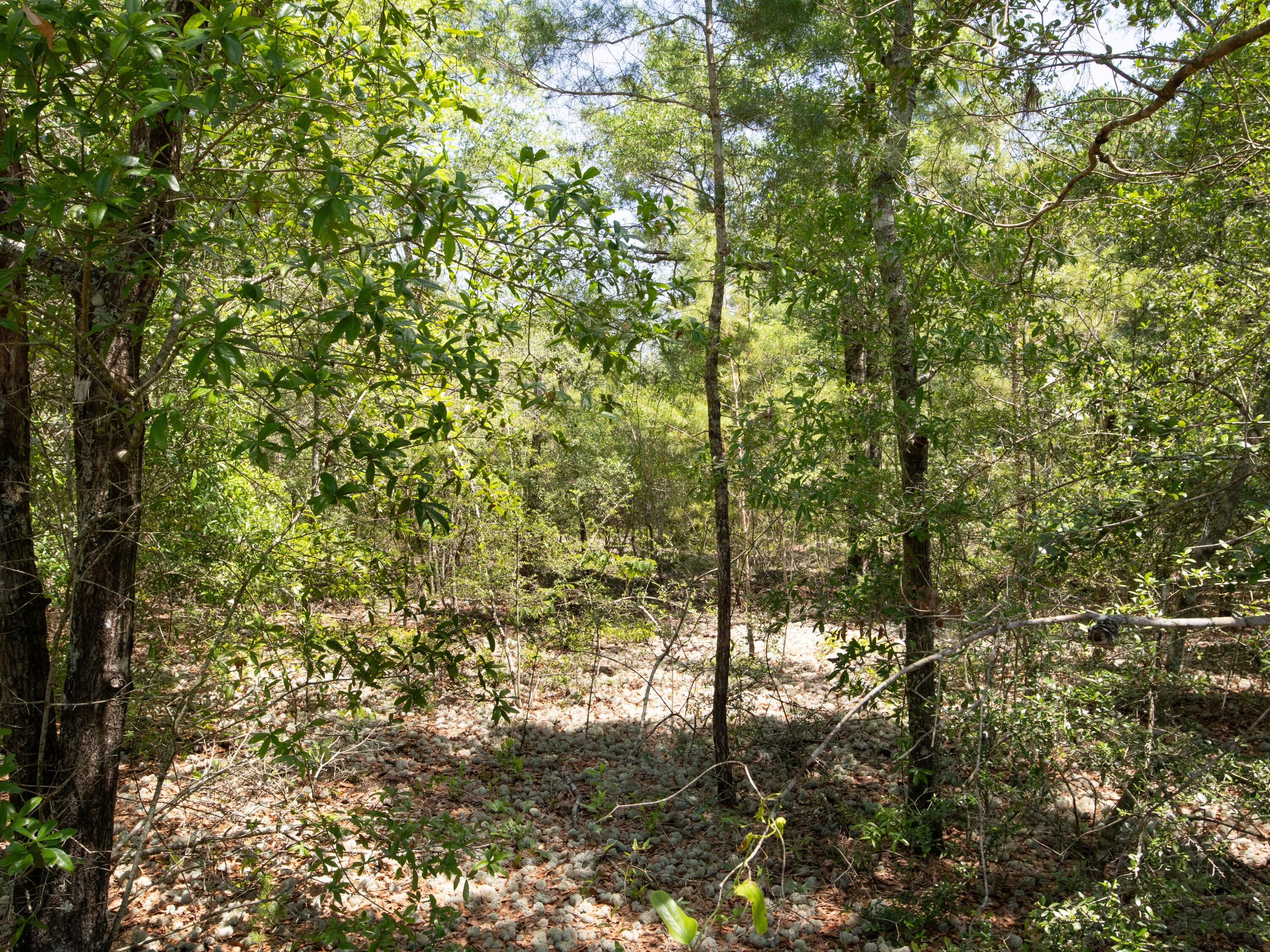 OAKWOOD HILLS - Land