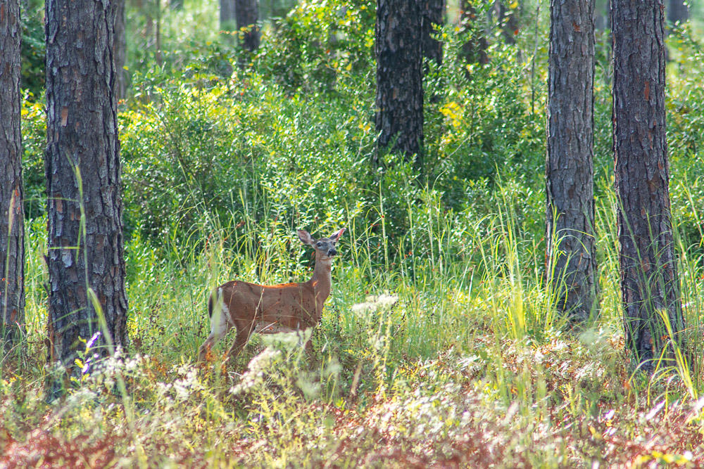 RIVERCAMPS ON CROOKED CREEK PH 2 - Land