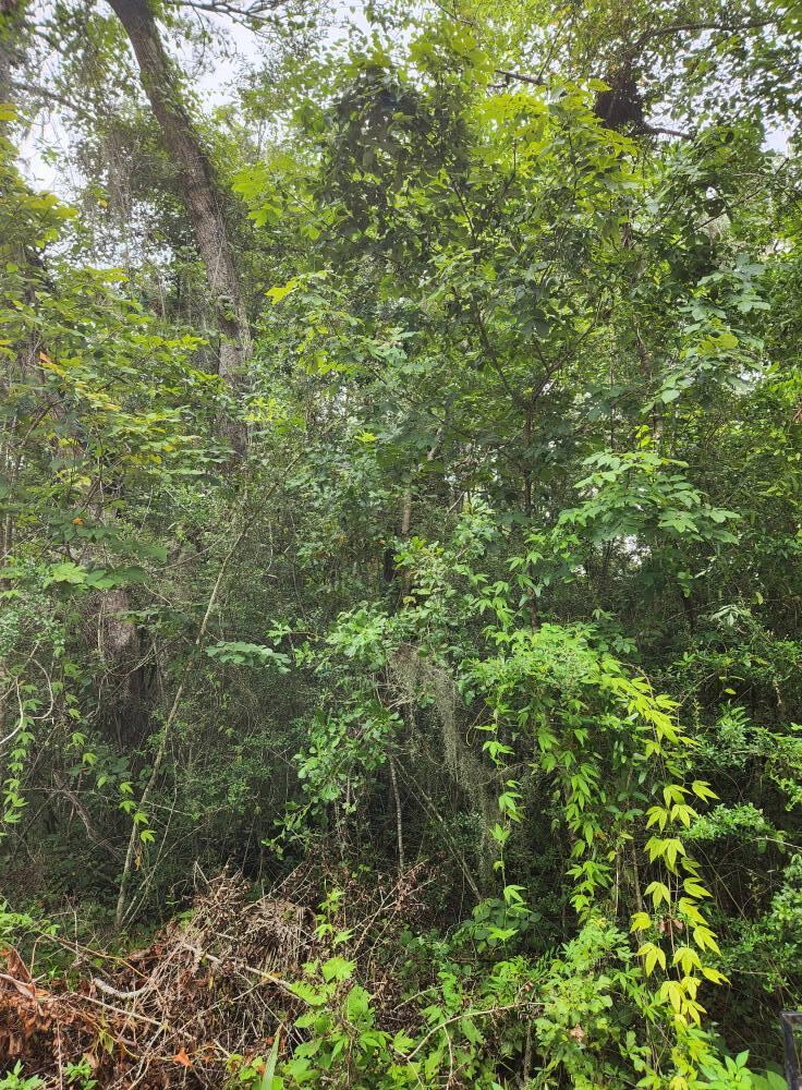 GREAT lot for that HOME!!! You can have a well and septic tank HERE. If you are looking to build in an area that gets you on the beach quick then this is IT. We have builders that would love to work with you as well to build your dream home on this lot.
