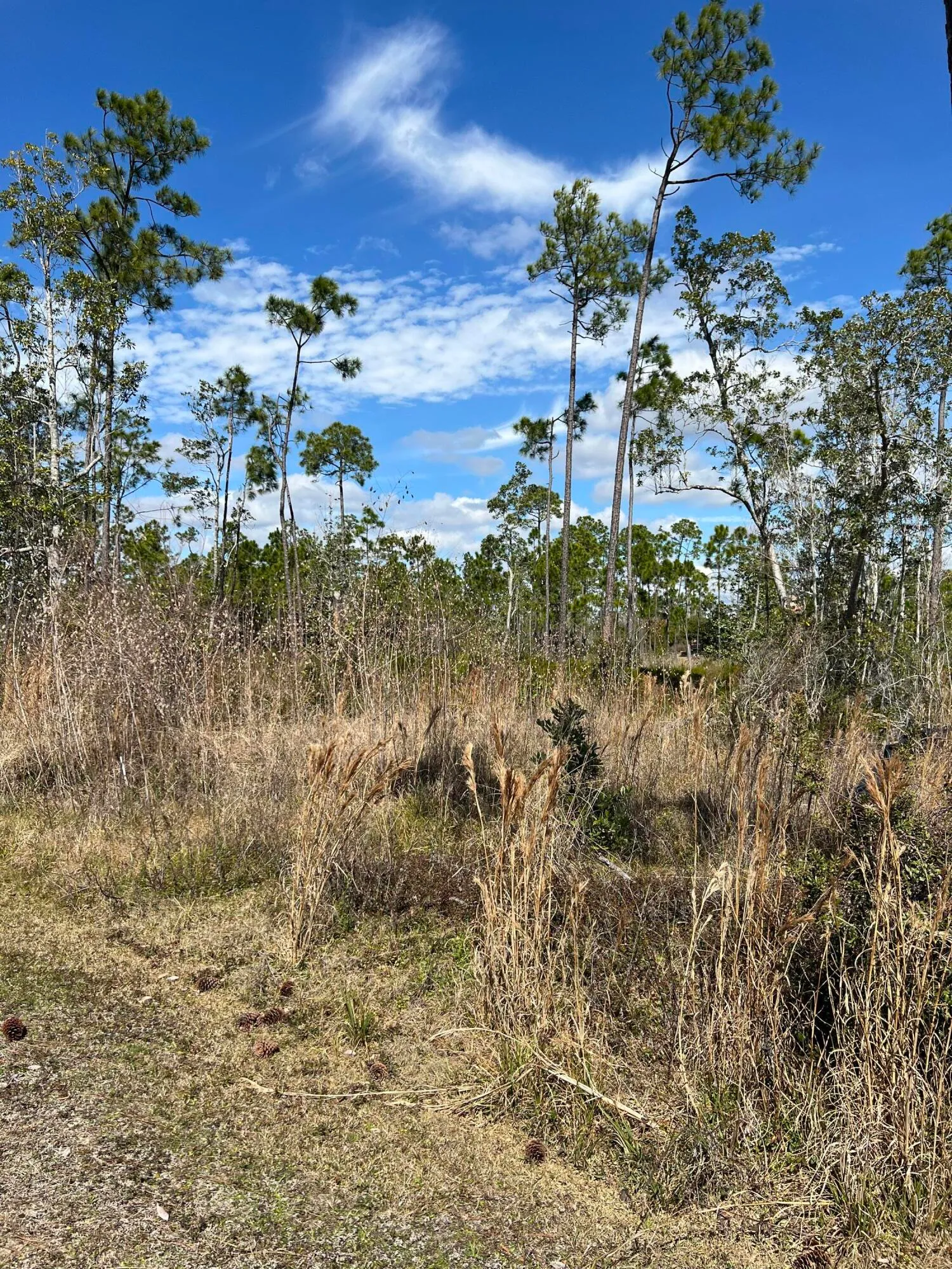 Panama City, Florida 32404, United States, ,Land,Active,166785