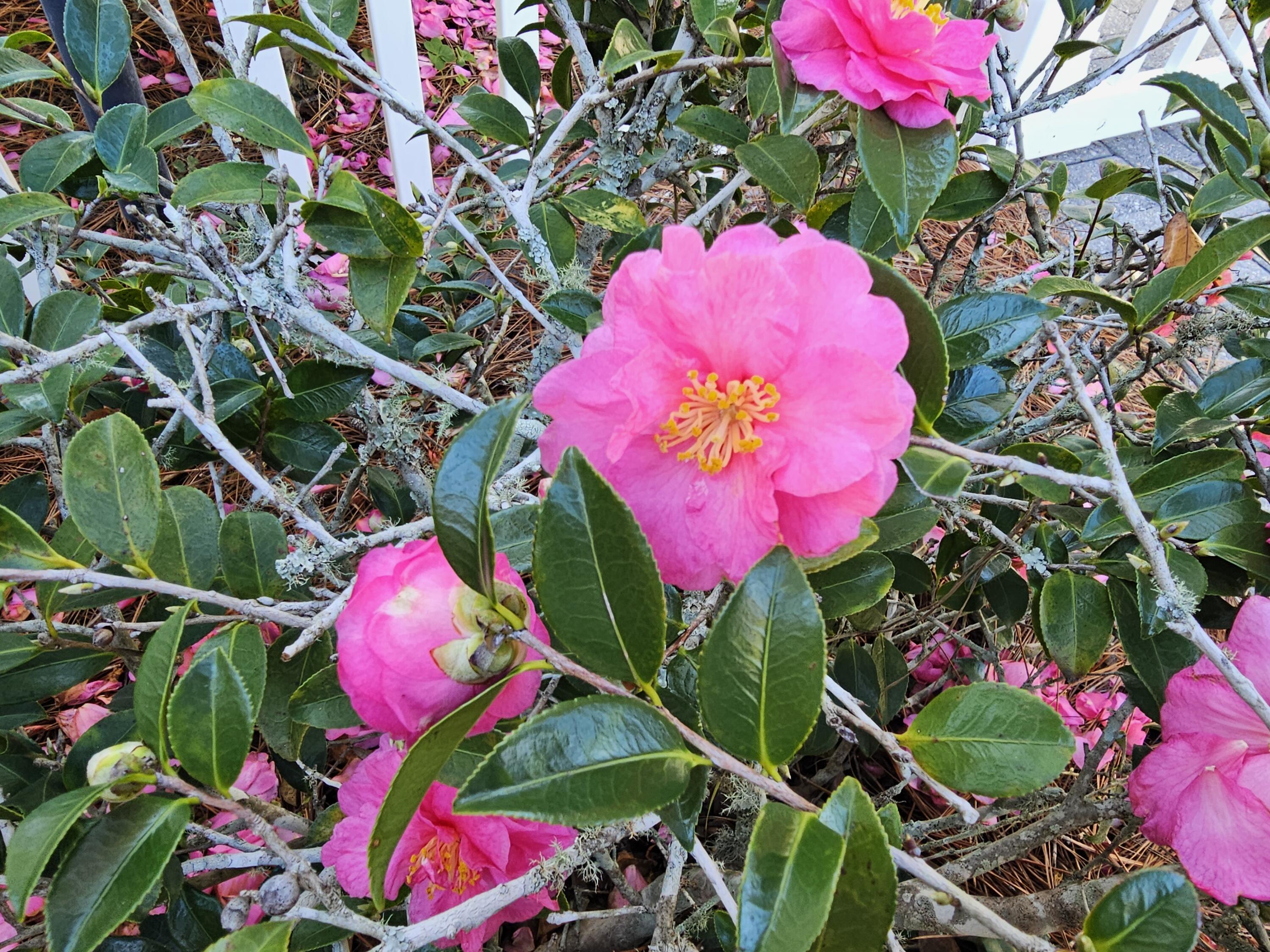 SANTA ROSA PARK - Residential