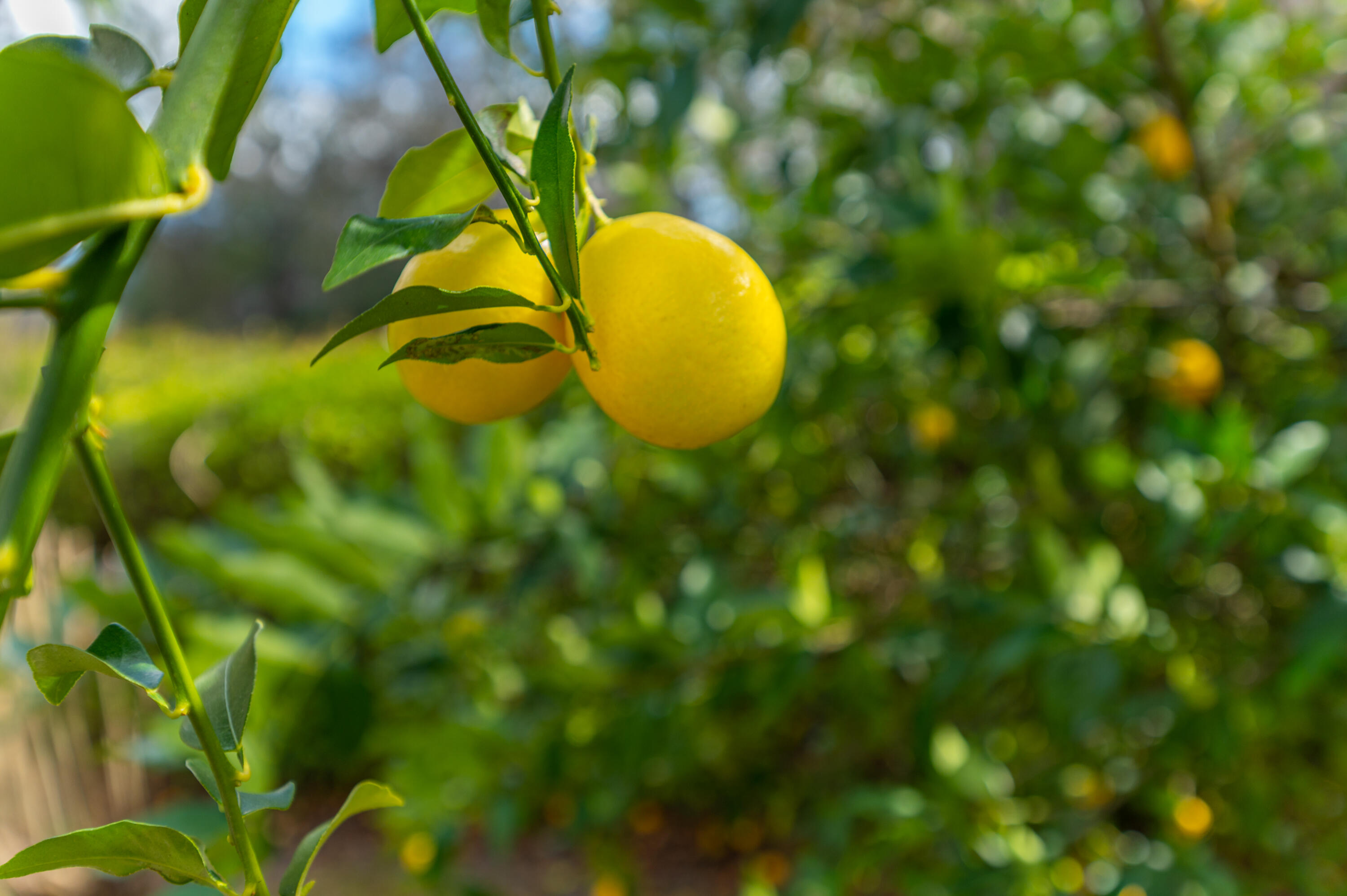 Garrett Addition to Florala - Residential